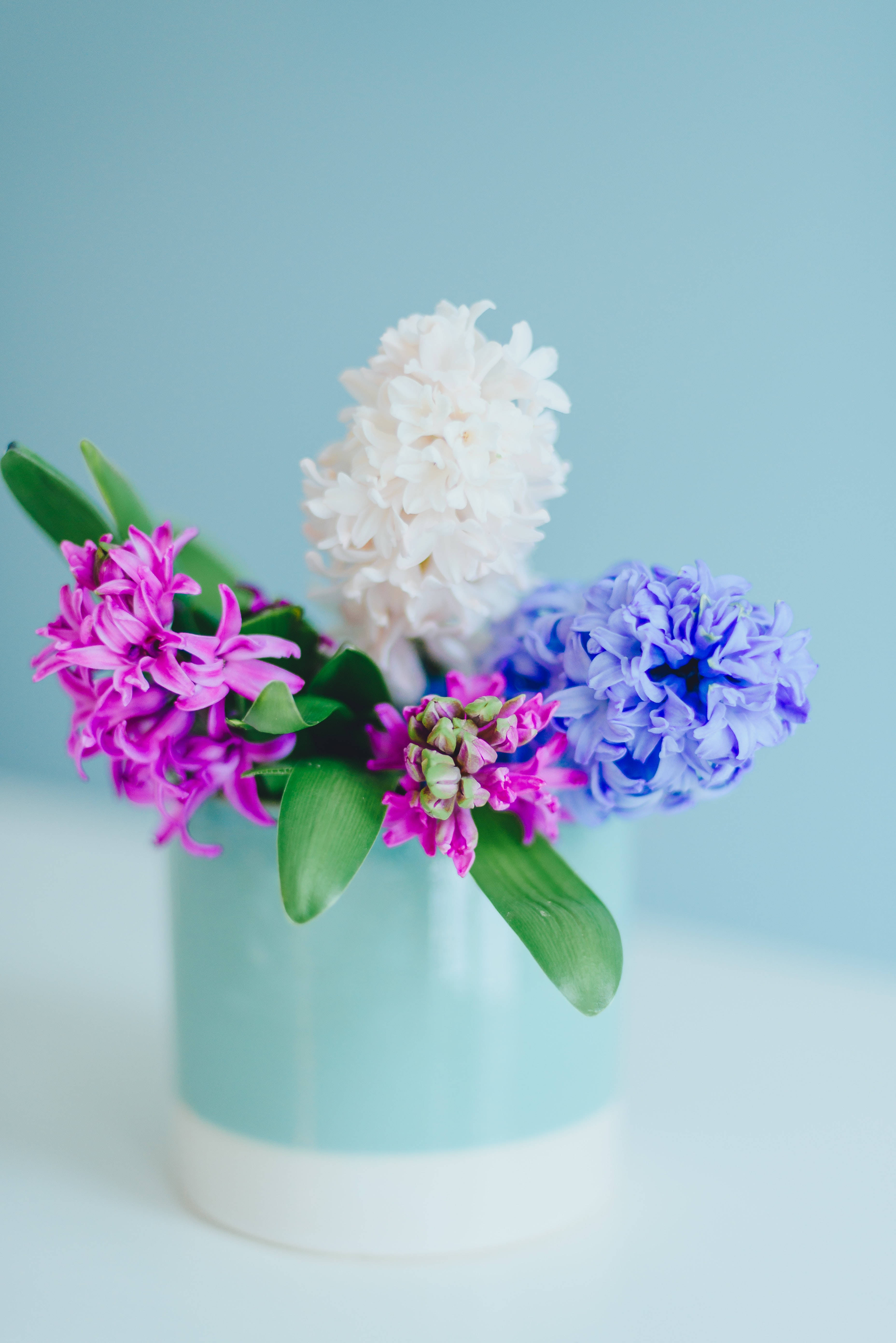 Hyacinth 桌布 壁紙 — 一個柔和色調的花瓶插著鮮豔的粉紅、藍和白風信子，背景是柔和的青綠色。
