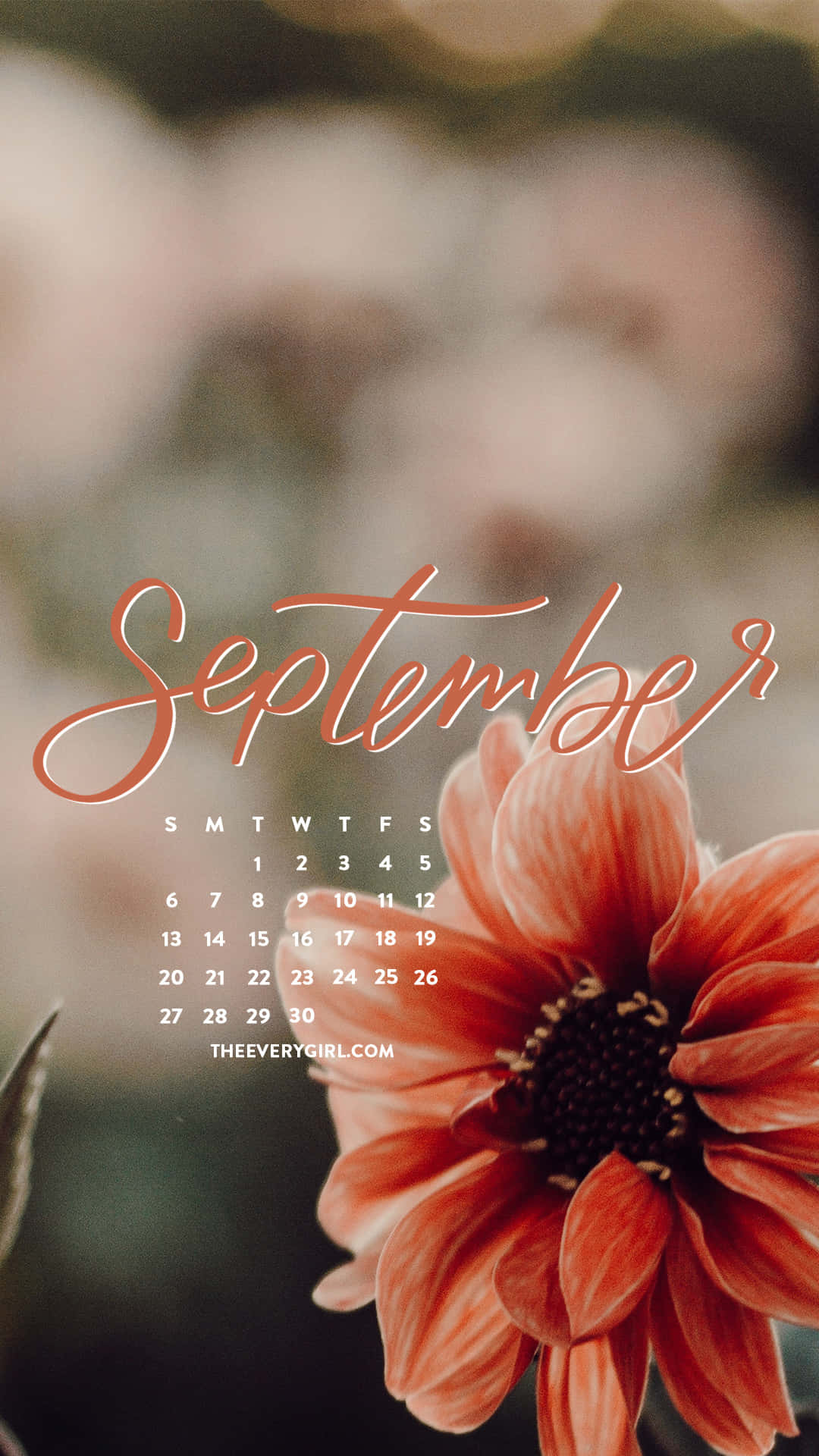 September 桌布 壁紙 — 一個柔焦的九月日曆，疊加在一朵鮮豔的橙色花朵上，花瓣精緻，中心深色。
