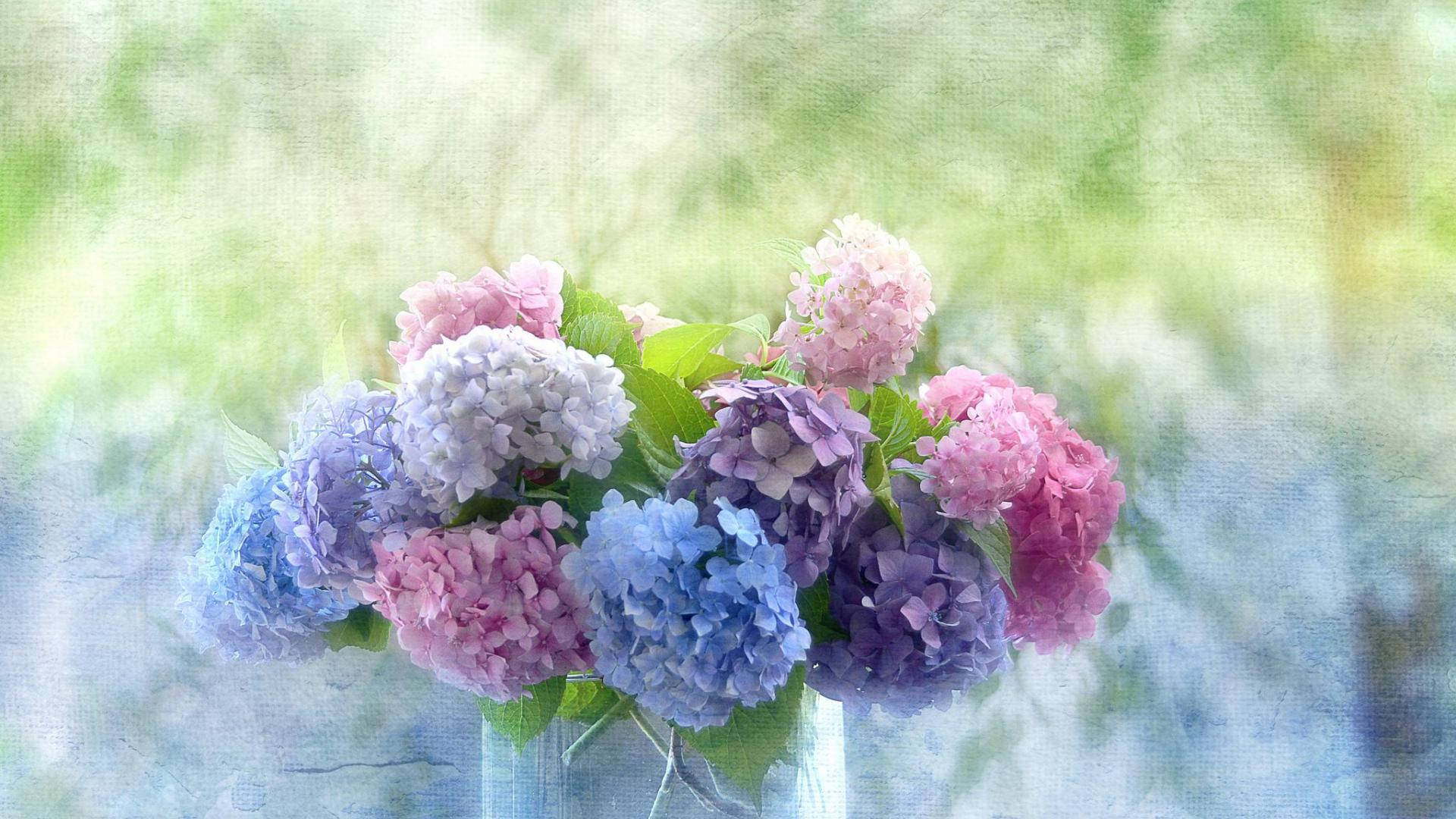 Hydrangea 桌布 壁紙 — 一個柔焦的花束，包含粉紅色、紫色和藍色的繡球花，放在透明花瓶裡，背景是夢幻般的模糊綠色。