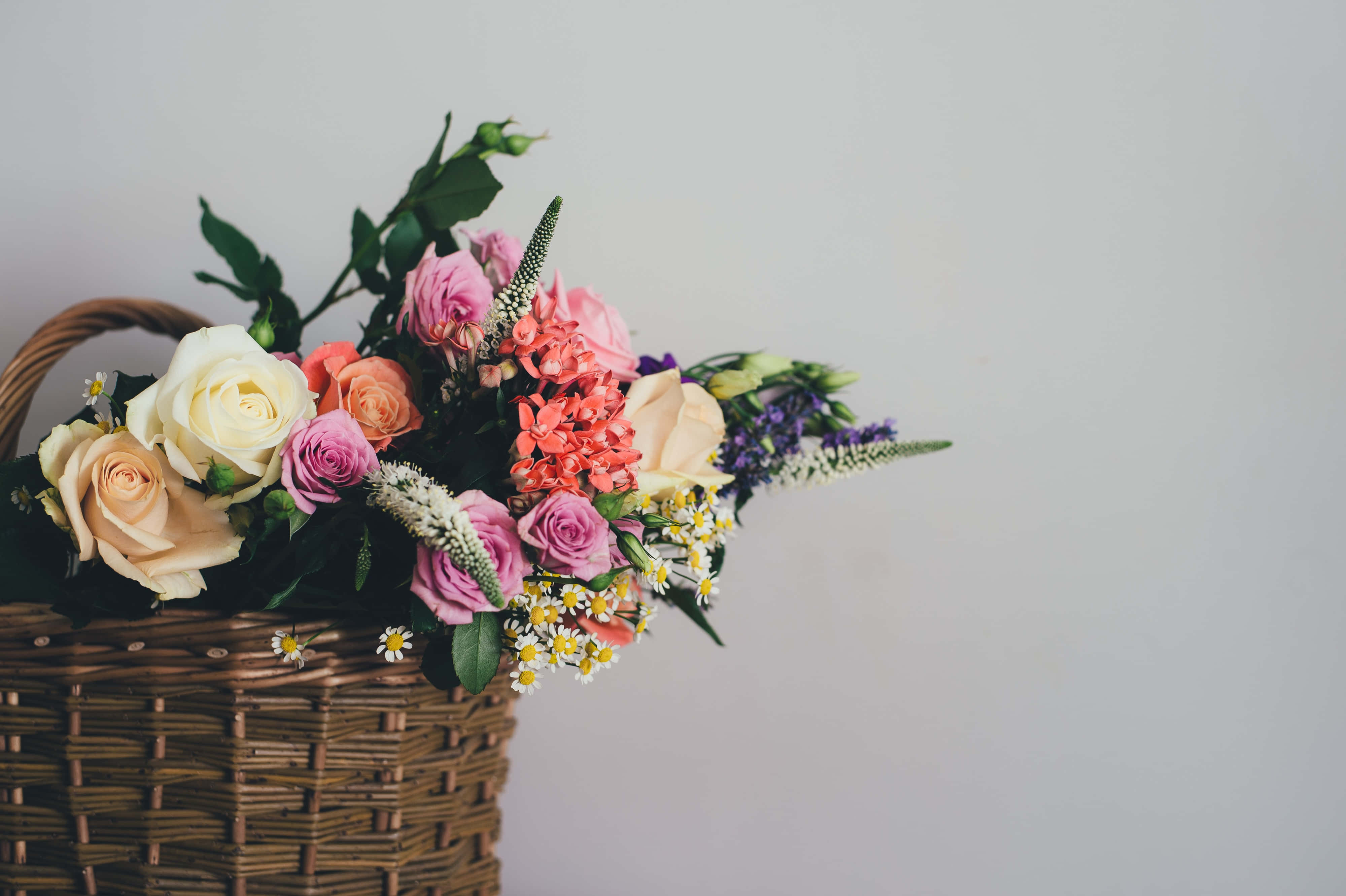 Flowers 桌布 壁紙 — 一個柳條籃子，裝滿了柔和的粉紅色、蜜桃白色和珊瑚色的玫瑰、雛菊和紫色花朵，背景是淺灰色牆壁。