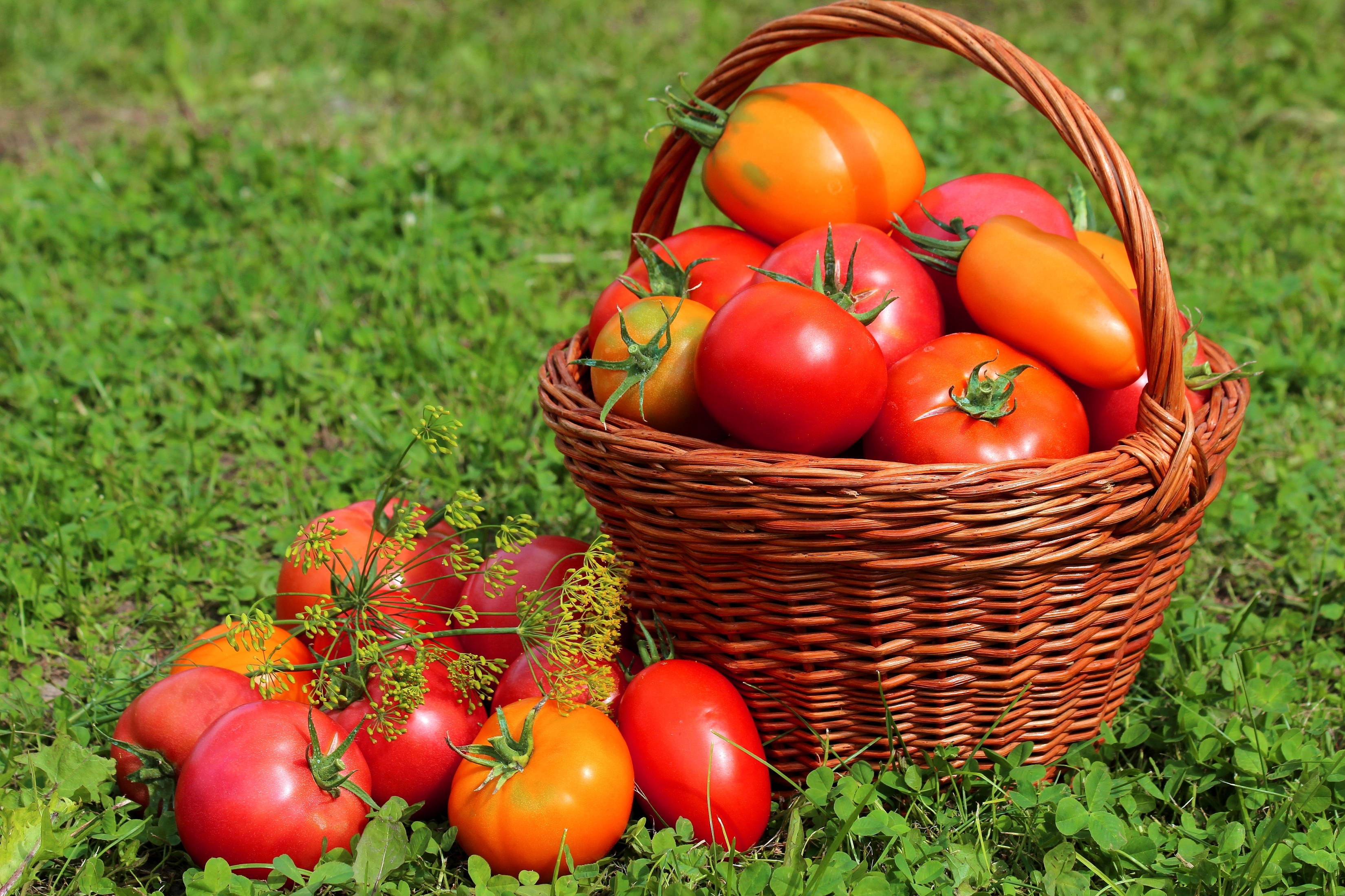 Fruits 桌布 壁紙 — 一個柳條籃子裝滿了成熟的紅色和橙色番茄，放在明亮的陽光下鮮綠色的草地上。