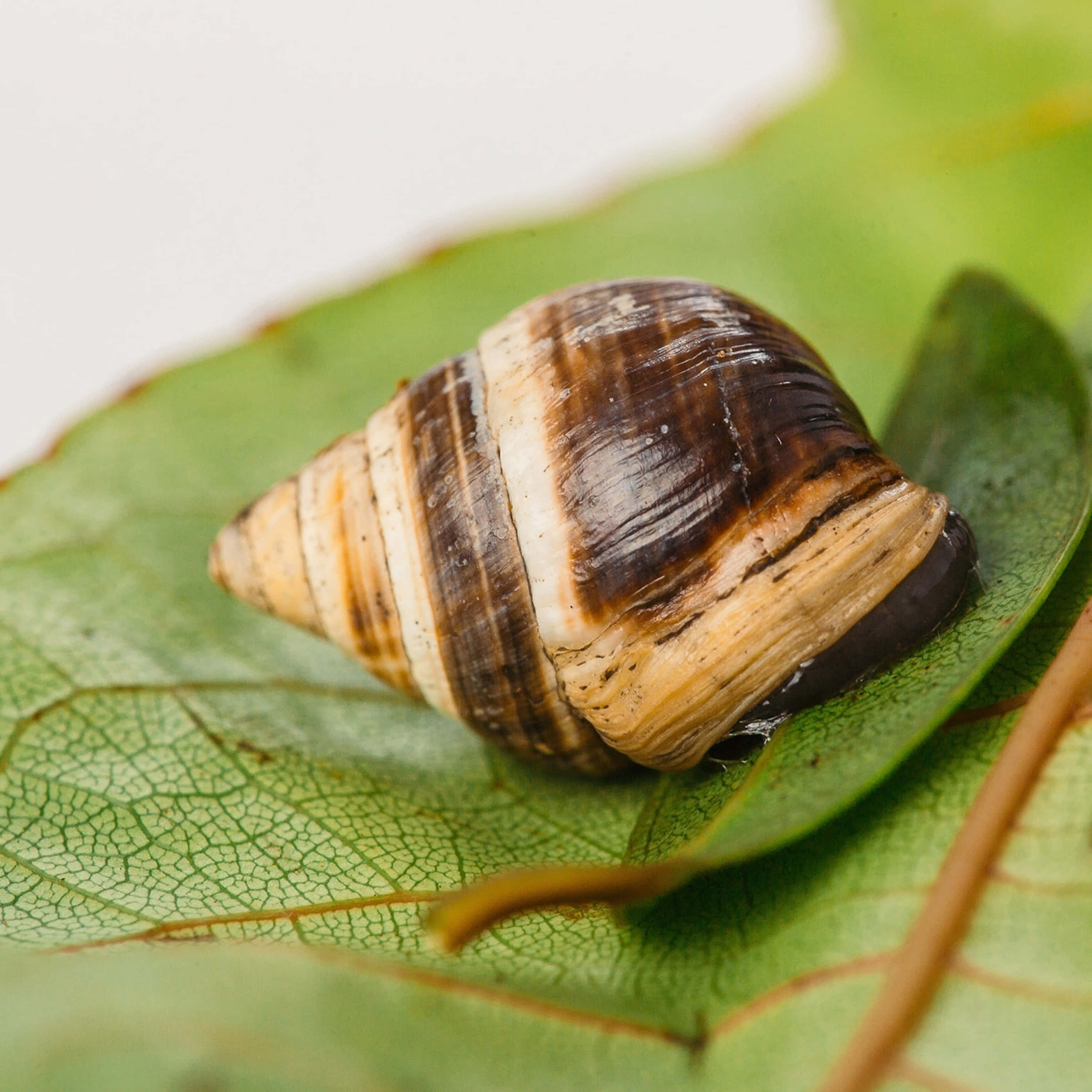 Snail 桌布 壁紙 — 一個棕色和奶油色條紋蝸牛殼的特寫，放在一片脈絡可見的鮮綠色葉子上。