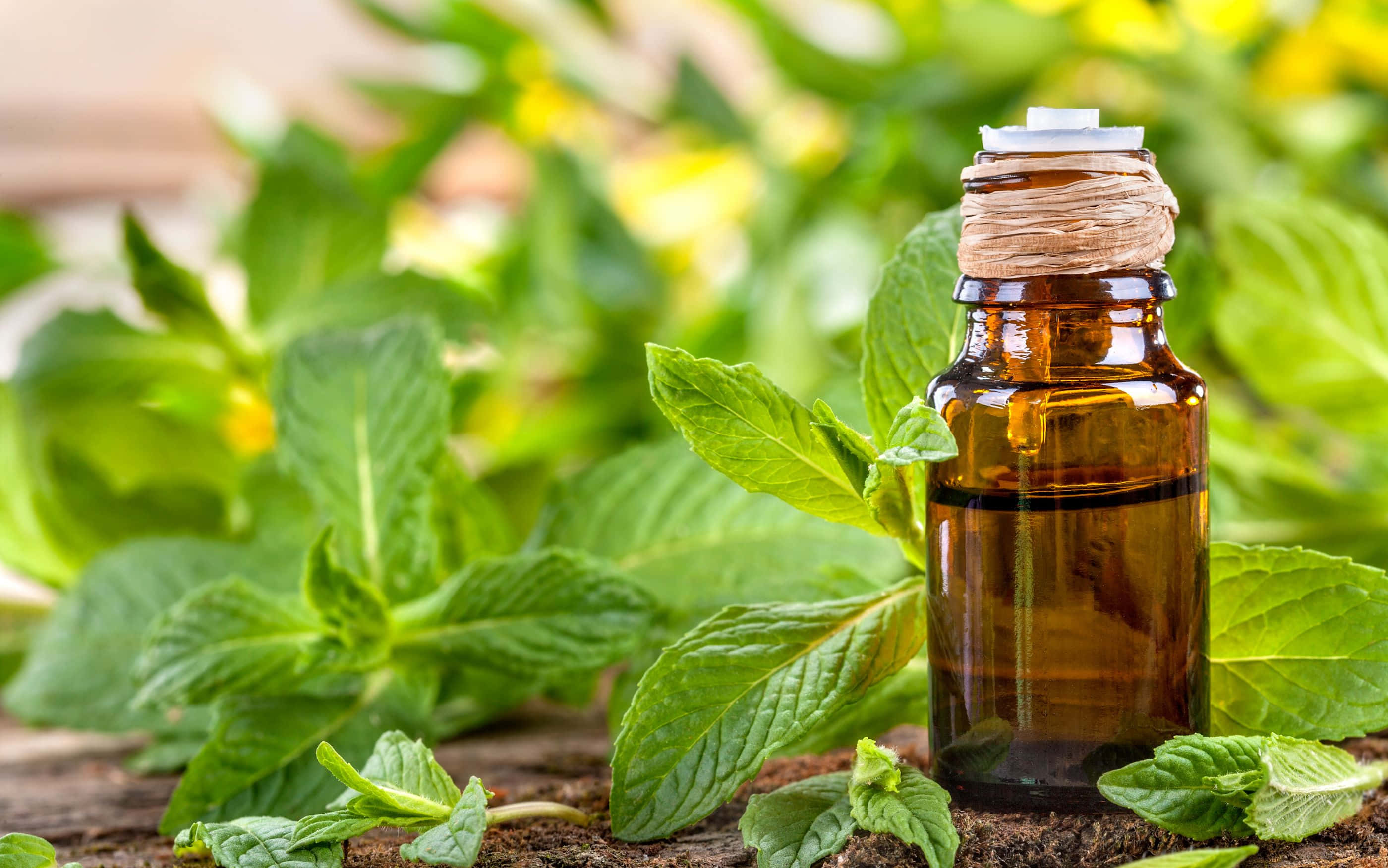 2800x1752 桌布 壁紙 — 一個棕色玻璃瓶的精油放在質樸的木質表面上，周圍是充滿活力的綠色薄荷葉。