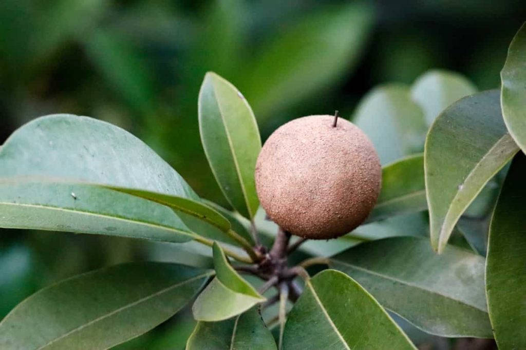 Fruit 桌布 壁紙 — 一個棕色紋理水果的特寫，藏在茂密自然環境中光澤的綠葉之間。