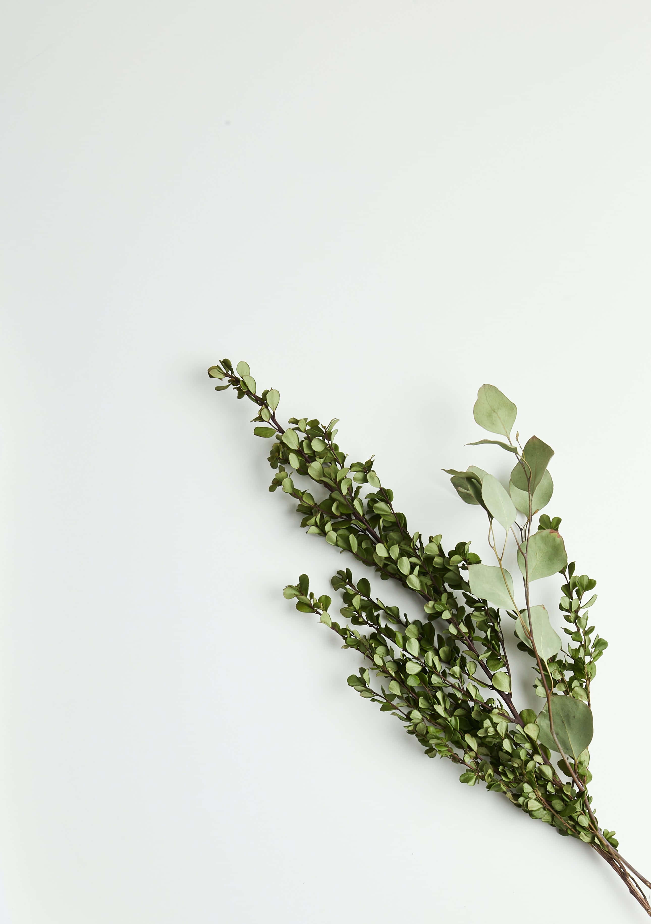 Green And White 桌布 壁紙 — 一個極簡的桉樹和黃楊樹枝斜放在純白色背景上的佈置。