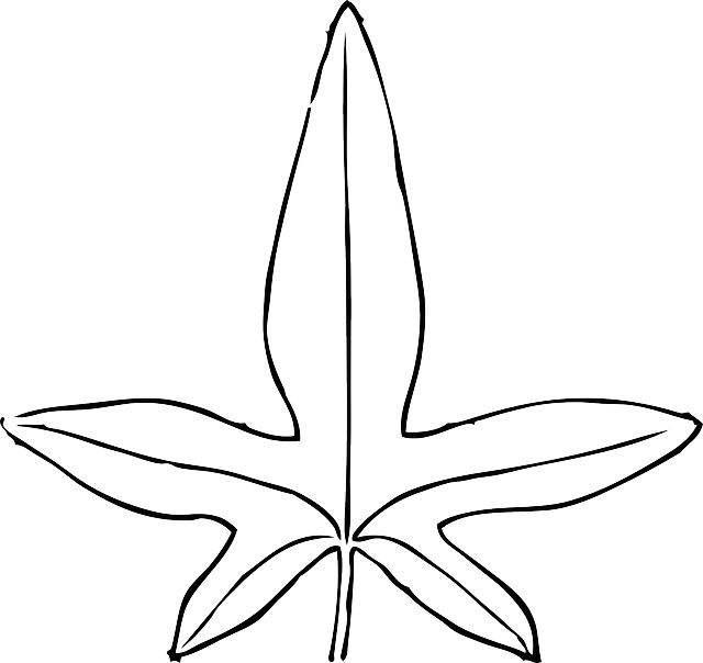 雨林 桌布 壁紙 — 一個極簡風格的黑色線條繪畫，描繪一隻風格化的海星，有五條細長的腕足，置於純白背景上。