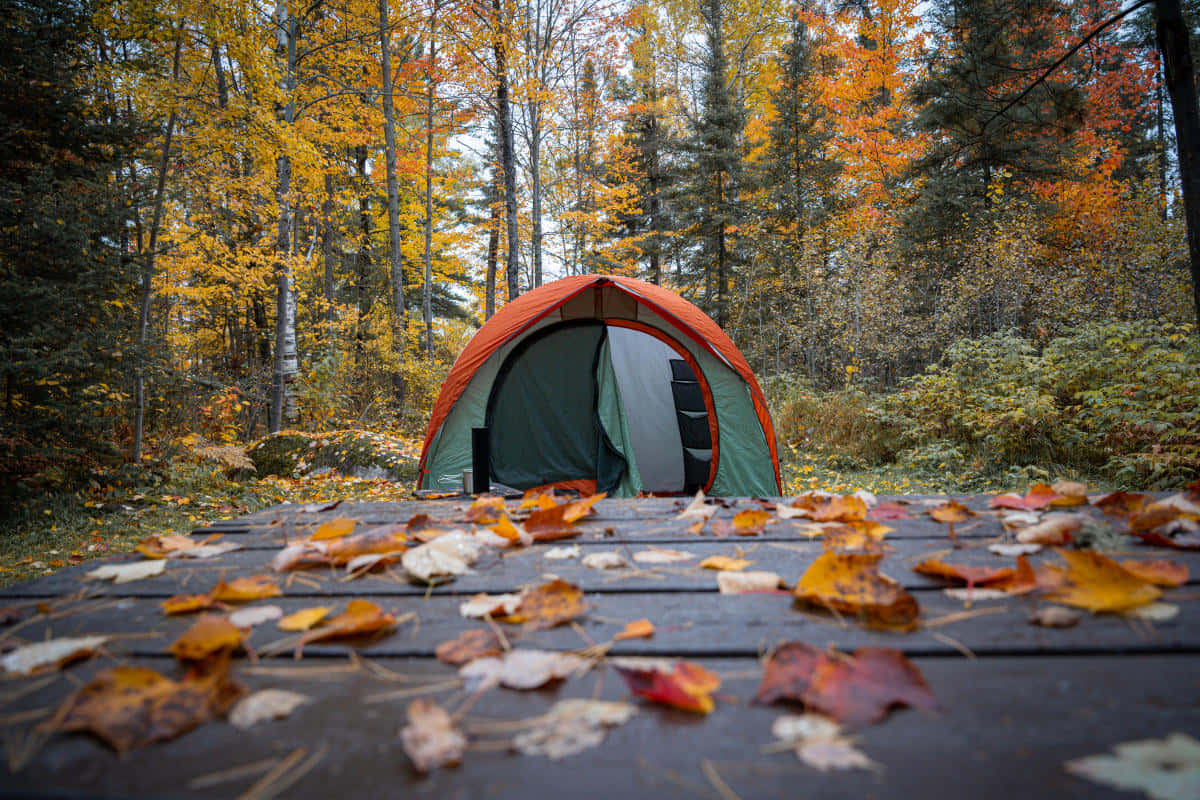 Fall Camping 桌布 壁紙 — 一個橙色和綠色的帳篷坐落在秋樹林中，前景的木甲板上散落著落葉。