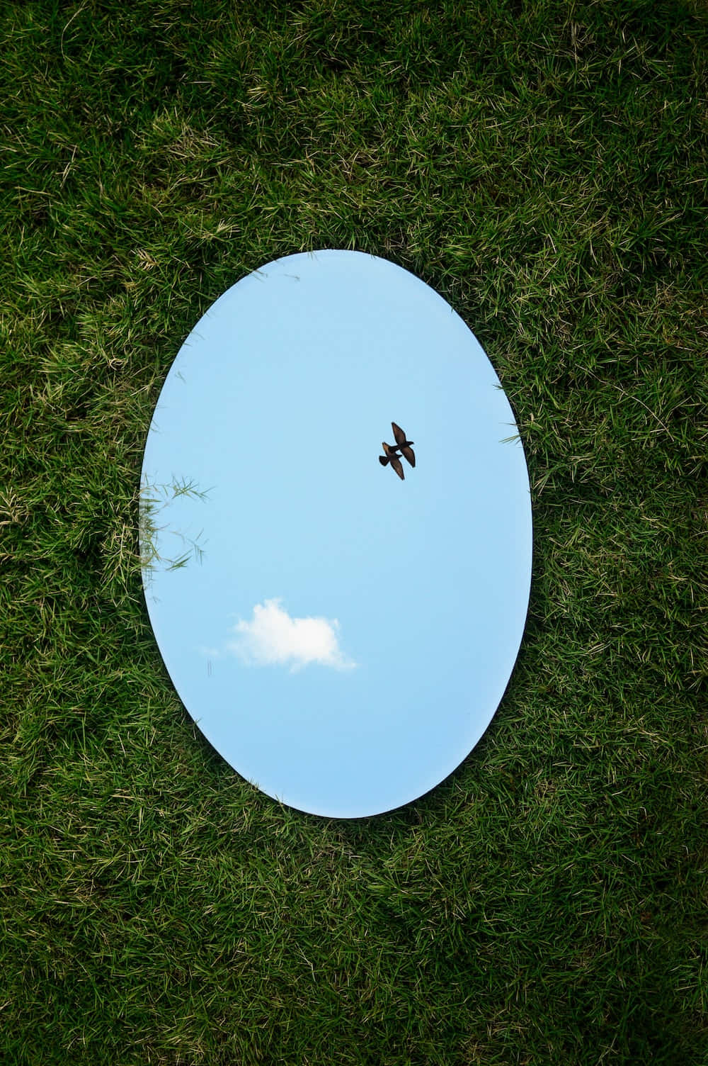 reflection 桌布 壁紙 — 一個橢圓形鏡子放在充滿活力的綠色草地上，反射出晴朗的藍天，有一隻鳥在飛翔和一團蓬鬆的白雲。