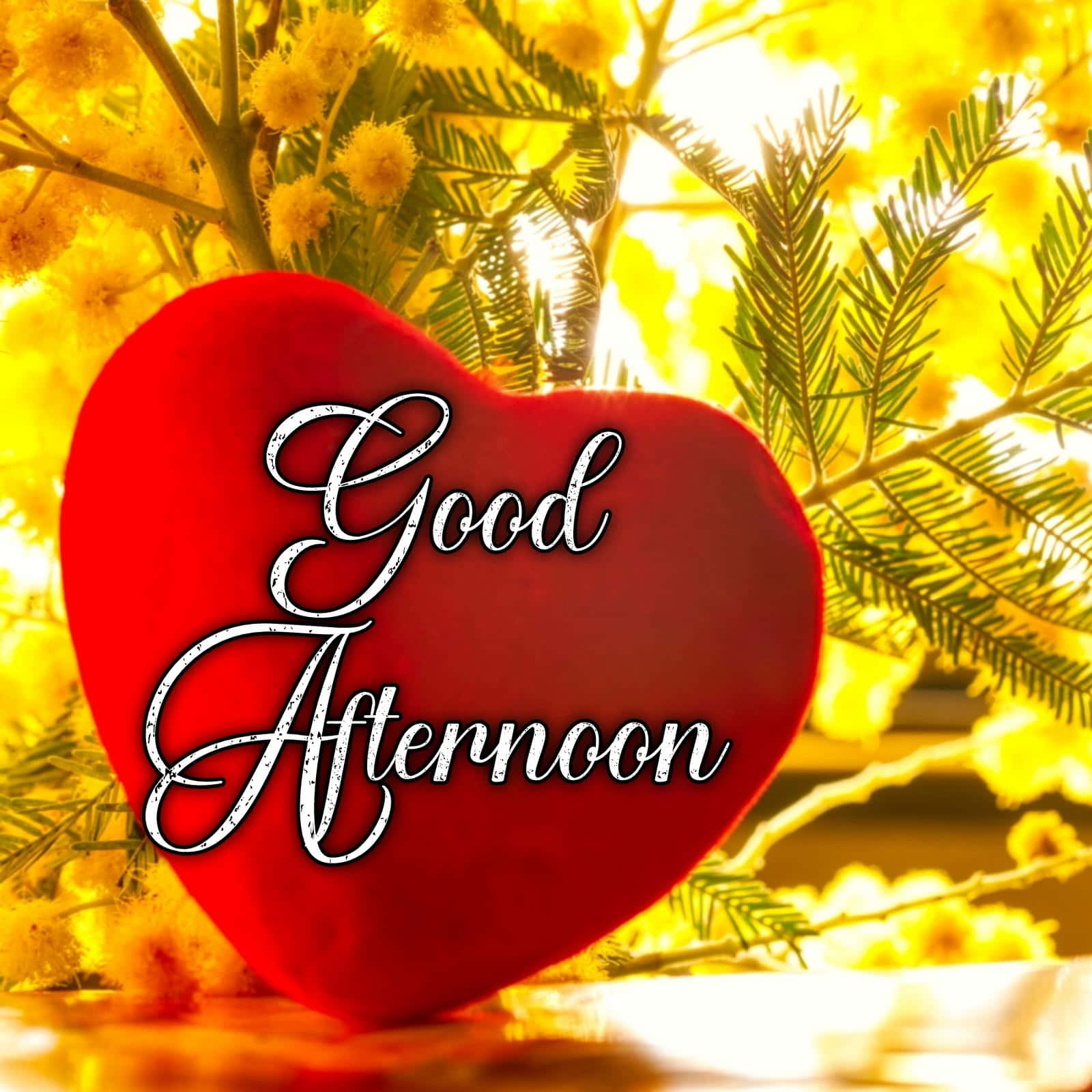 Good Afternoon 桌布 壁紙 — 一個毛絨絨的紅色愛心，上面有 'Good Afternoon' 字樣，躺在沐浴在溫暖午後陽光中的金色金合歡花叢之間。