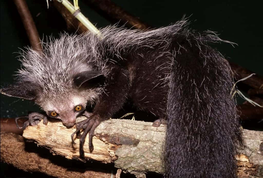 Ugly Animals 桌布 壁紙 — 一個毛茸茸的夜間動物的特寫，有大耳朵和明亮的眼睛，棲息在粗糙的樹枝上。