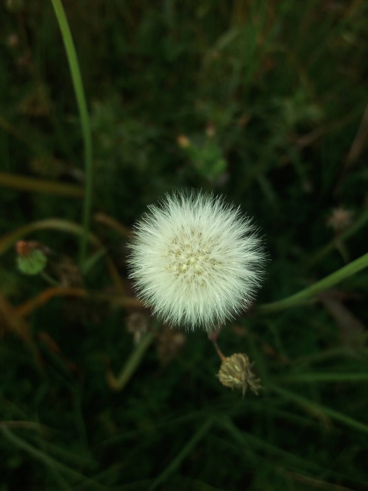 草地上的蒲公英種子頭 — 綠色美學 GIF 壁紙
