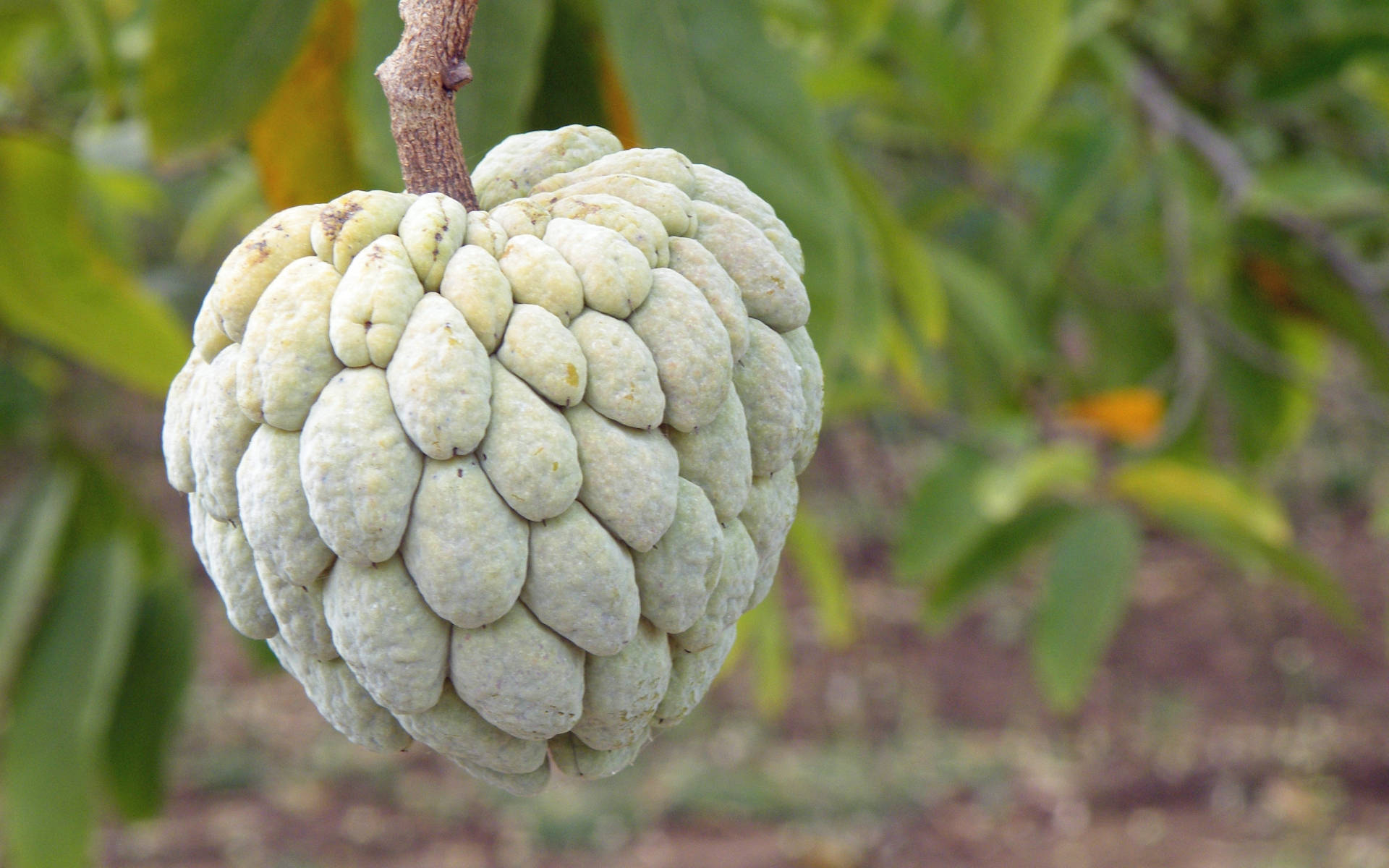 Fruit 桌布 壁紙 — 一個淡綠色牛心果掛在樹枝上的特寫，背景有模糊的綠色樹葉。