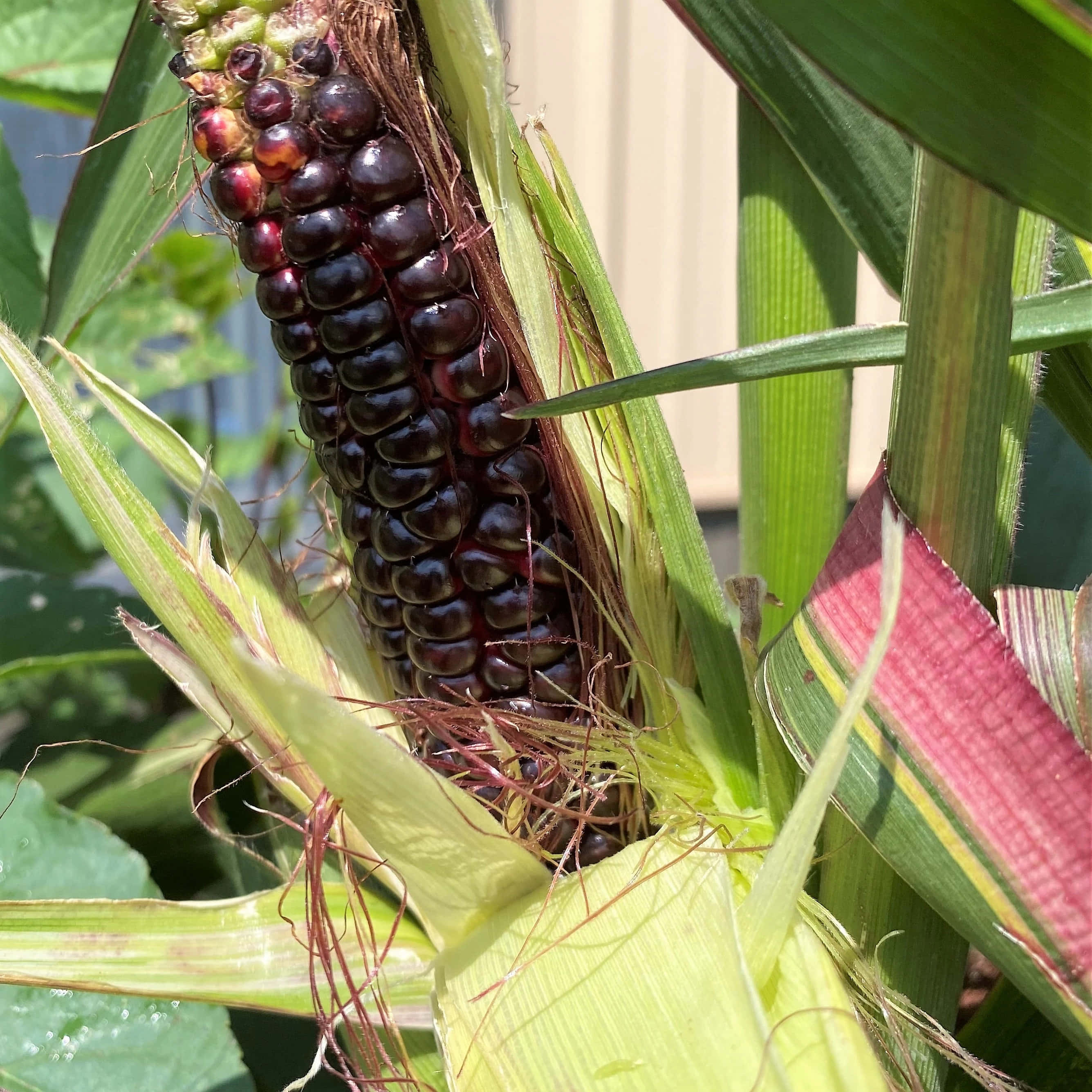 Purple Corn 桌布 壁紙 — 一個深紫色玉米芯的特寫，包裹在鮮綠色外殼中，在明亮陽光下。