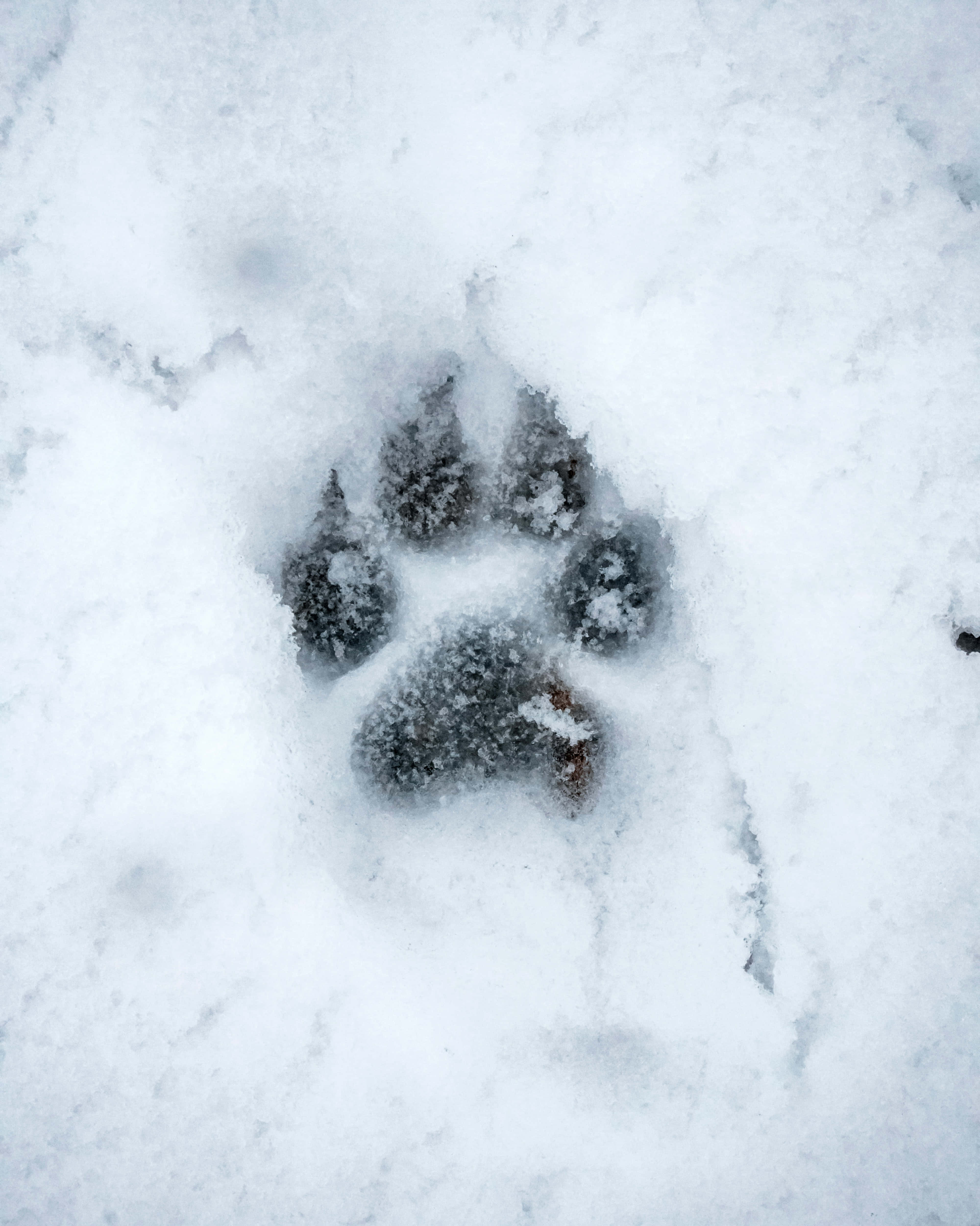 雪景 桌布 壁紙 — 一個深色動物腳印印在潔白的新雪上，揭示了一條寧靜的冬日小徑。