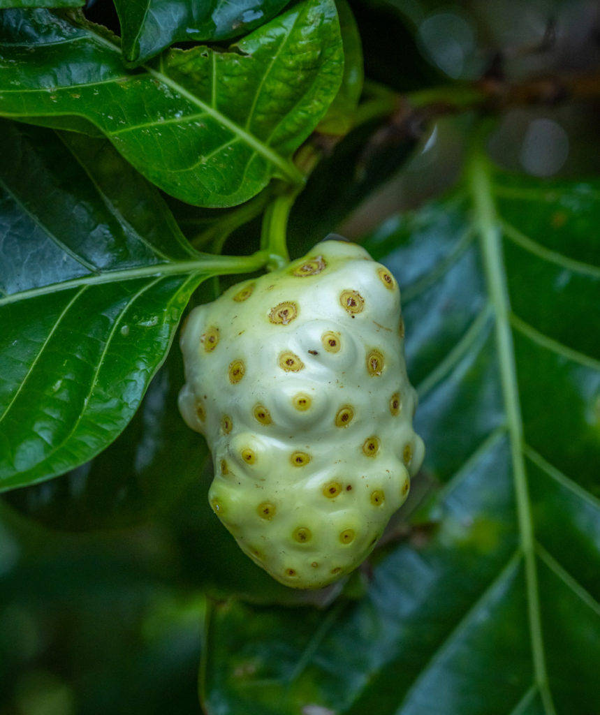 Fruit 桌布 壁紙 — 一個淺綠色帶有黃色斑點的諾麗果特寫，掛在枝葉茂盛的樹枝上，處於茂密的熱帶環境中。