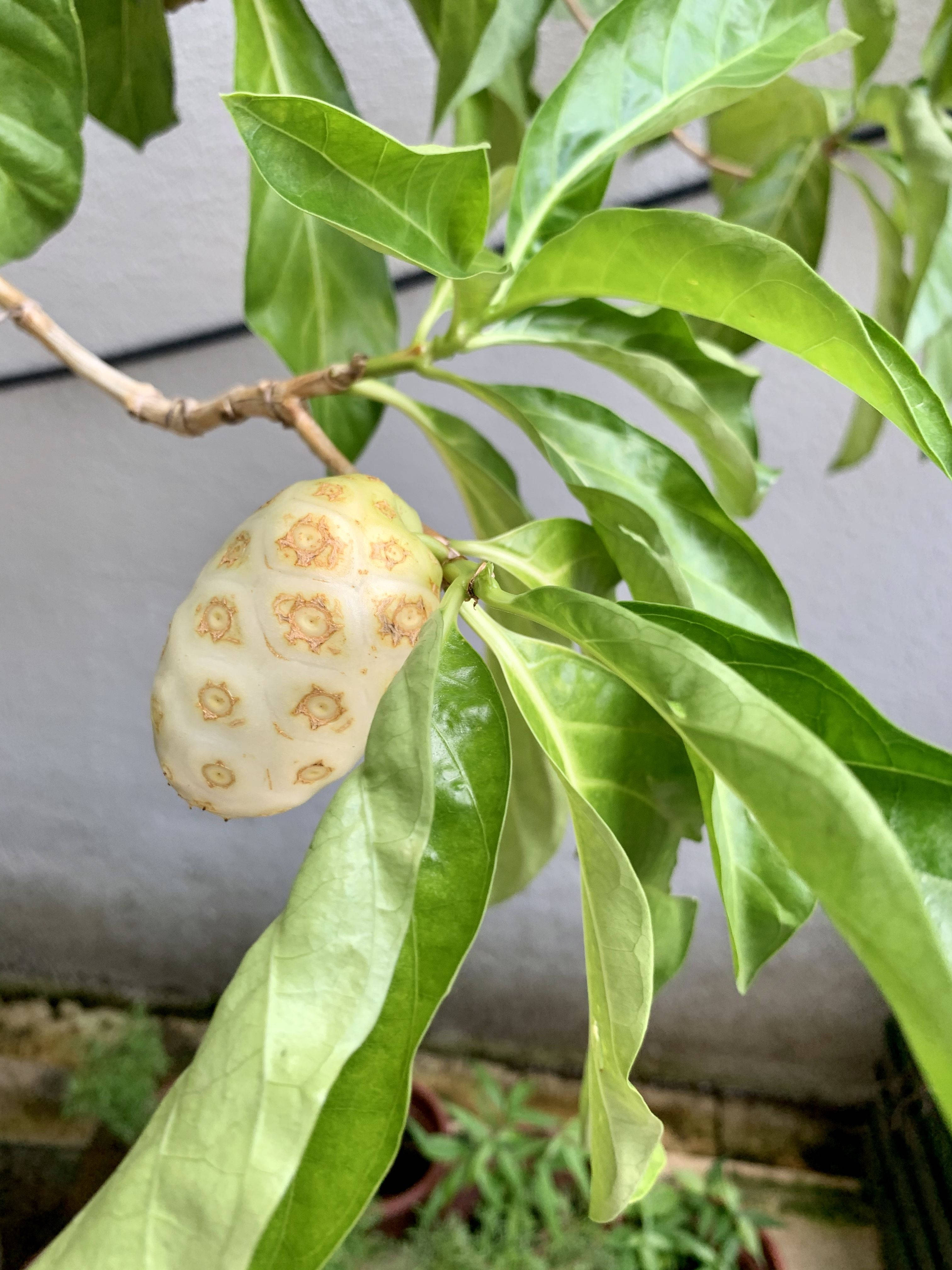 Fruit 桌布 壁紙 — 一個淺黃色諾麗果的特寫，帶有棕色斑點，掛在樹枝上，周圍是光亮的綠葉。