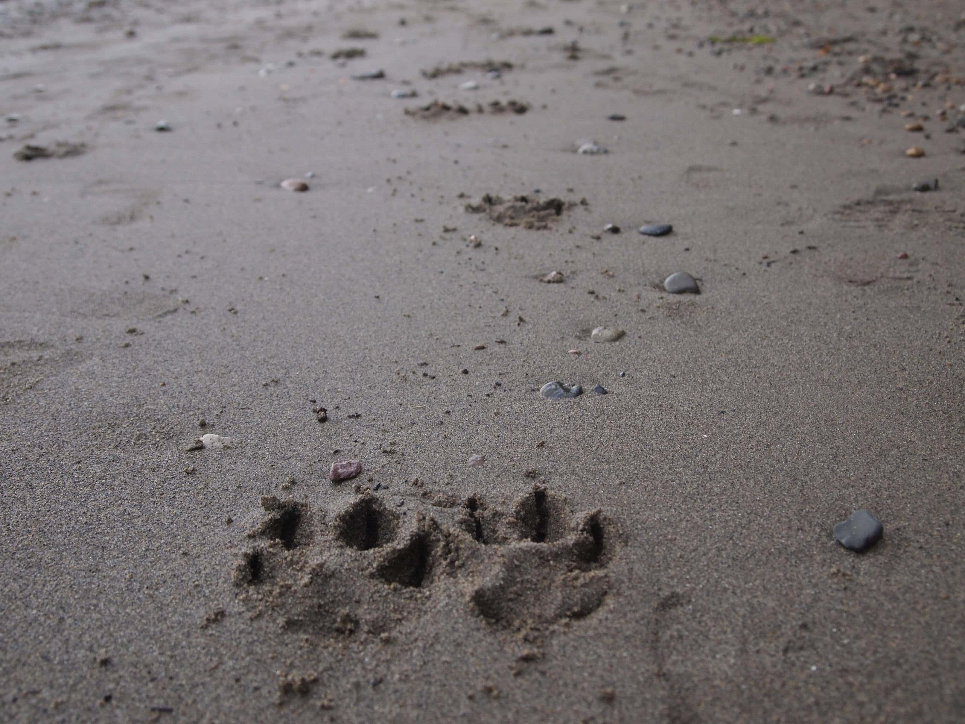paws 桌布 壁紙 — 一個清晰的動物腳印特寫，在濕漉漉的灰色沙子上散落著小卵石。