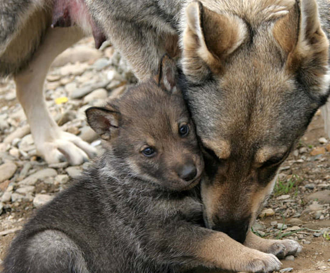 Wolf Pup 桌布 壁紙 — 一個溫柔的時刻，狼崽在岩石地上將頭靠在母親的鼻子上。