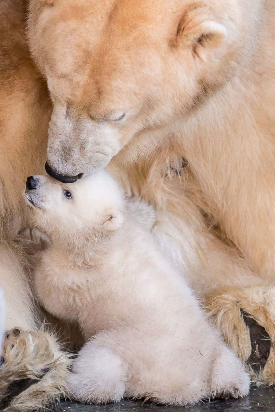 動物 桌布 壁紙 — 一個溫馨的時刻，北極熊媽媽輕輕地用鼻子蹭著她那有著柔軟金色毛髮的白色小北極熊。