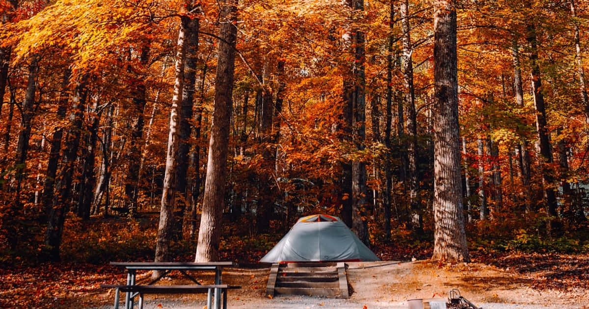 Fall Camping 桌布 壁紙 — 一個灰色帳篷坐落在高聳的樹木之間，樹上掛著火紅的橙色秋葉，沐浴在柔和的金色光線下。