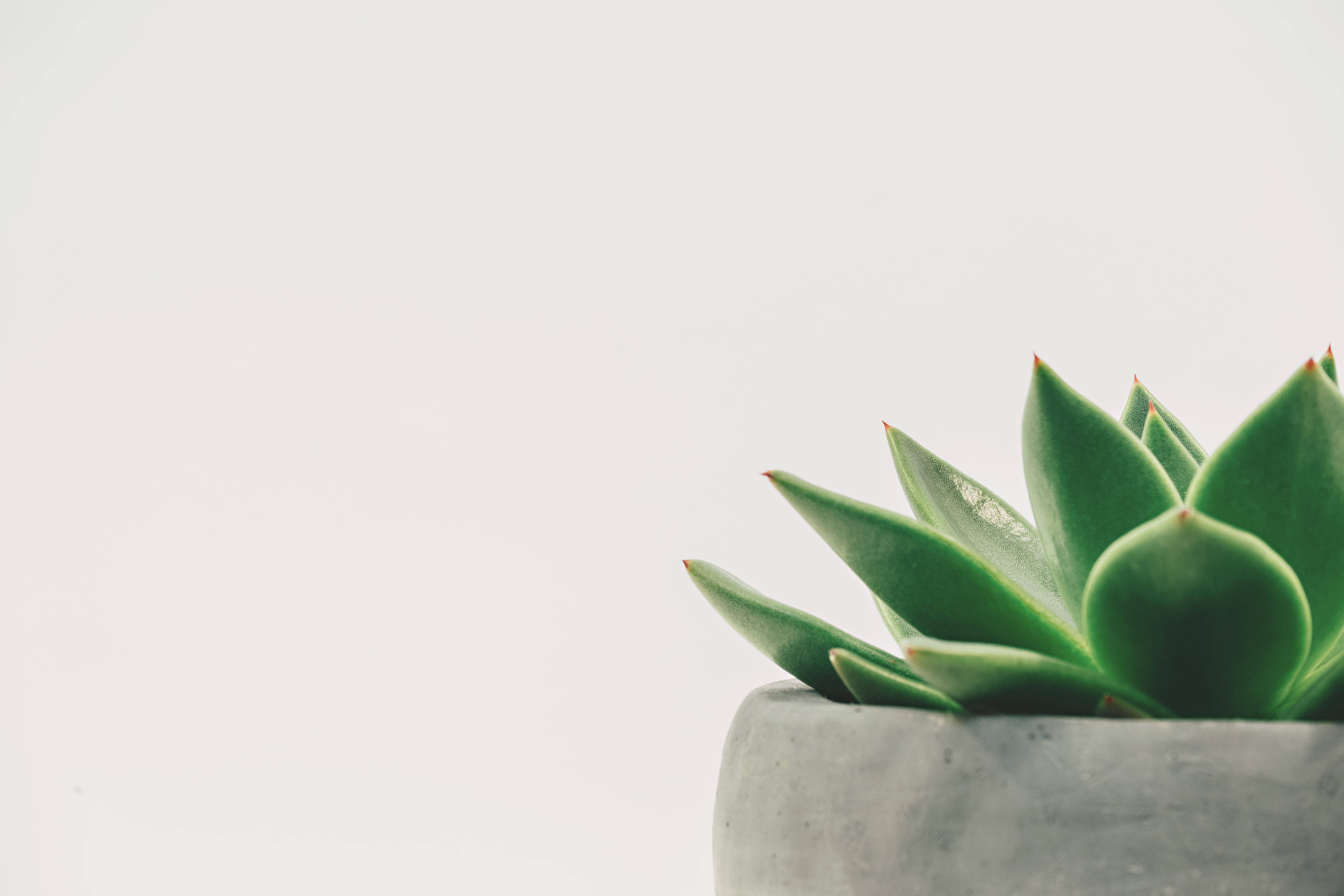 Plant Aesthetic 桌布 壁紙 — 一個灰色水泥盆中帶有尖葉的綠色多肉植物特寫，背景為柔和白色。