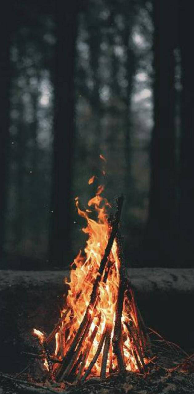 Red Fire 桌布 壁紙 — 一個熊熊燃燒的營火在黑暗的森林中明亮地燃燒，高大的樹木在後面形成剪影。