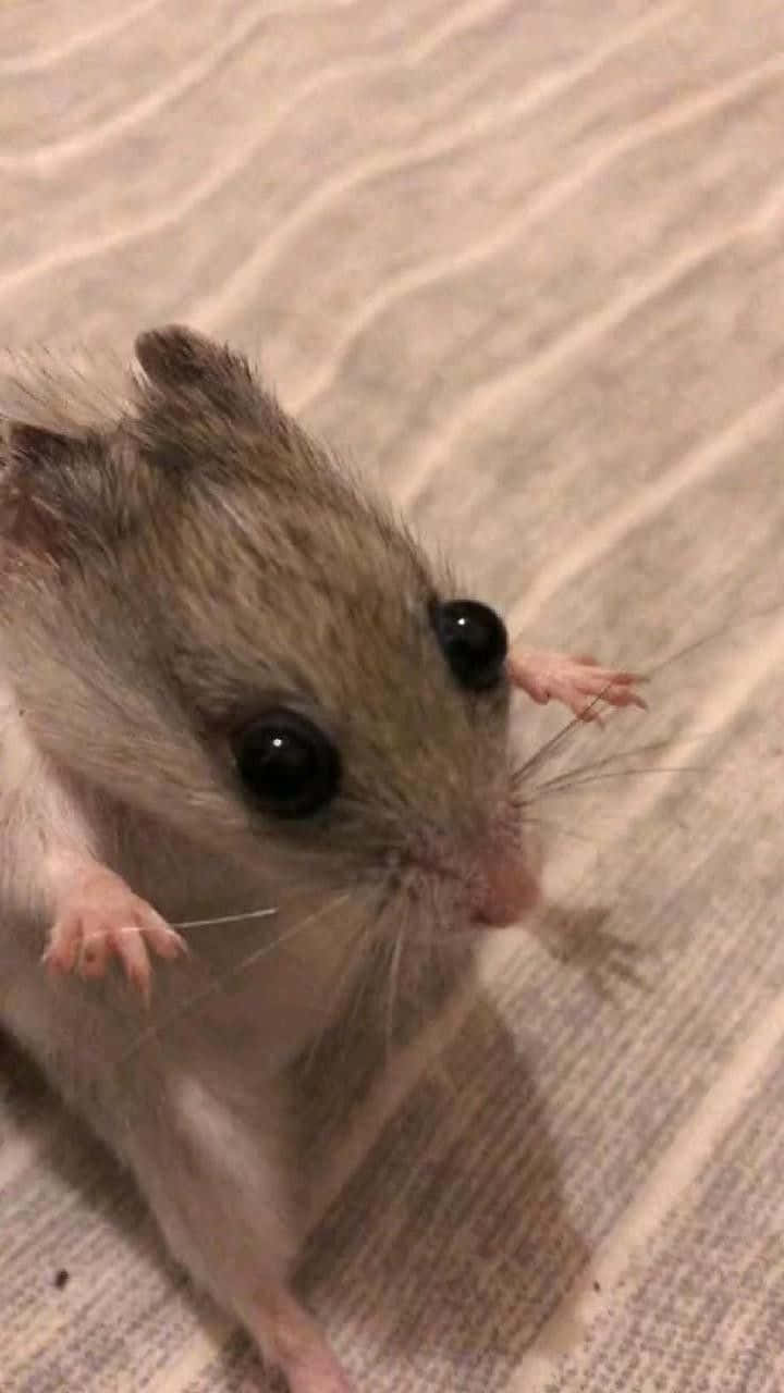 Rat 桌布 壁紙 — 一個特寫鏡頭，一隻小倉鼠有著大大的黑色眼睛和小小的爪子，從有紋理的米色毯子下探出頭來。