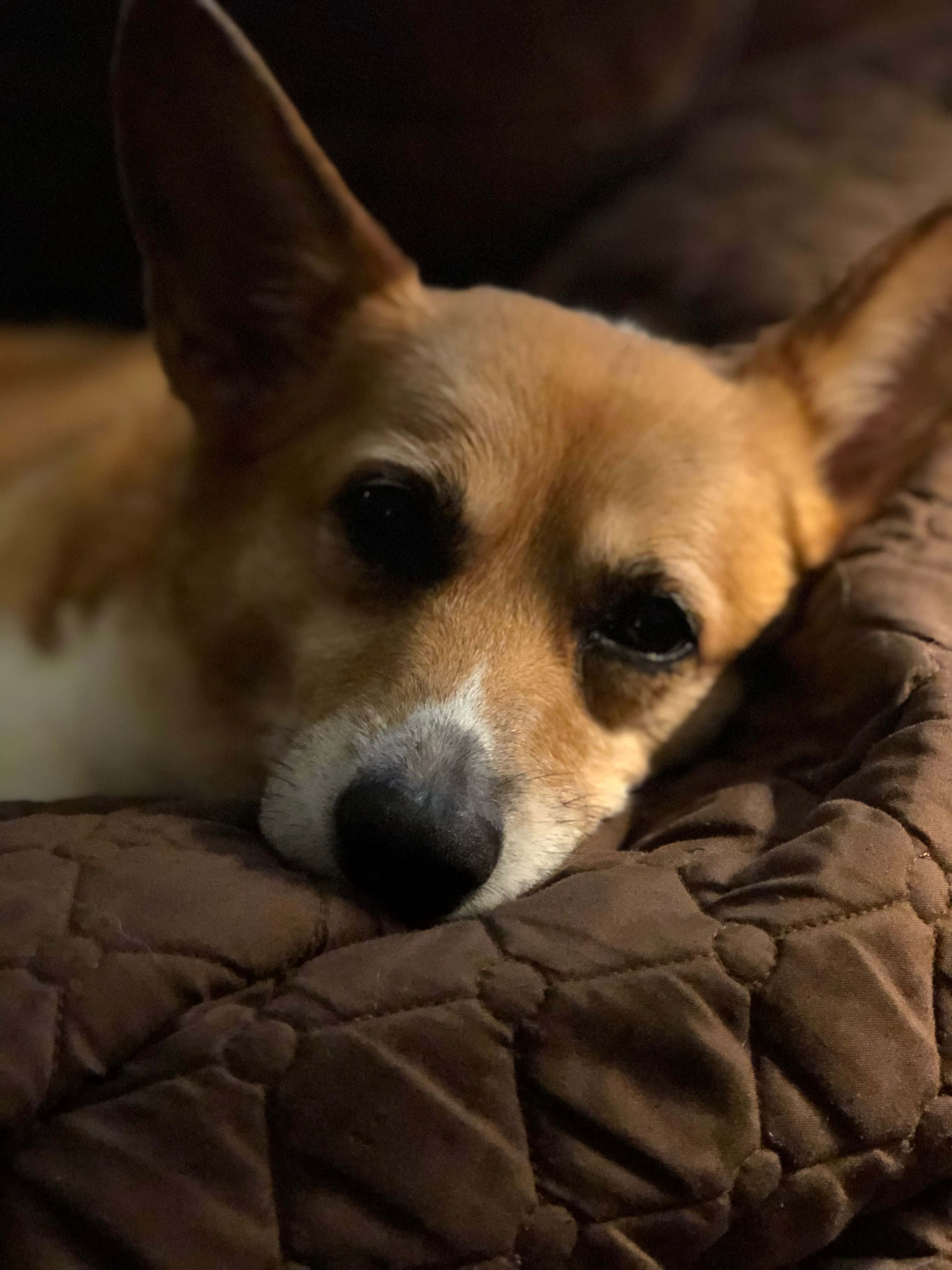 Corgi Funny 桌布 壁紙 — 一個特寫鏡頭，一隻棕白色柯基犬在溫暖的室內燈光下，將頭擱在棕色絎縫毯子上。