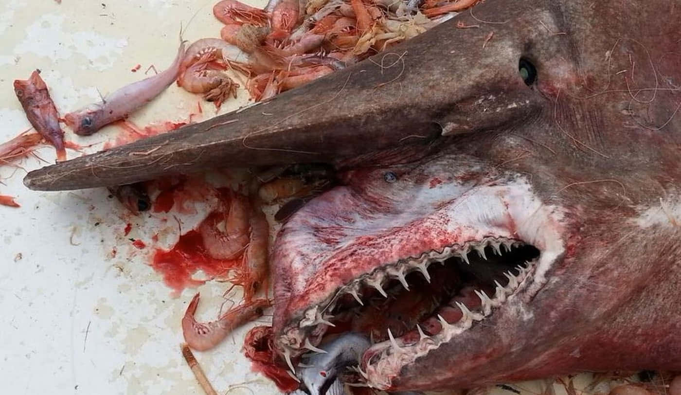 魚 桌布 壁紙 — 一個特寫鏡頭，展示一個長鼻、滿口利齒的大型魚頭，周圍散落著蝦和血跡，位於白色表面上。