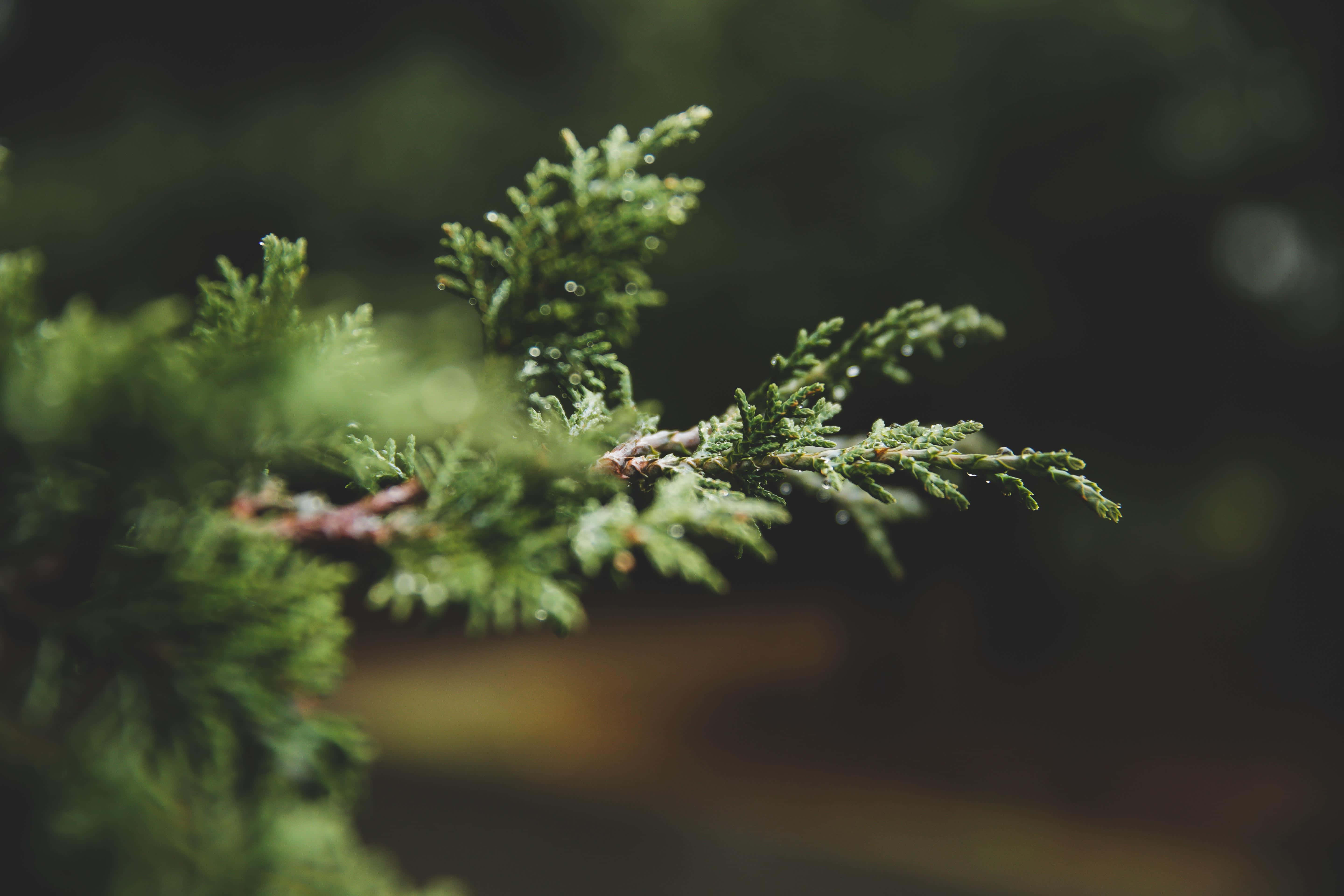 Relaxing Desktop 桌布 壁紙 — 一個特寫鏡頭，展示一條充滿活力的綠色針葉樹枝，上面有露珠在柔和模糊的自然背景下閃閃發光。