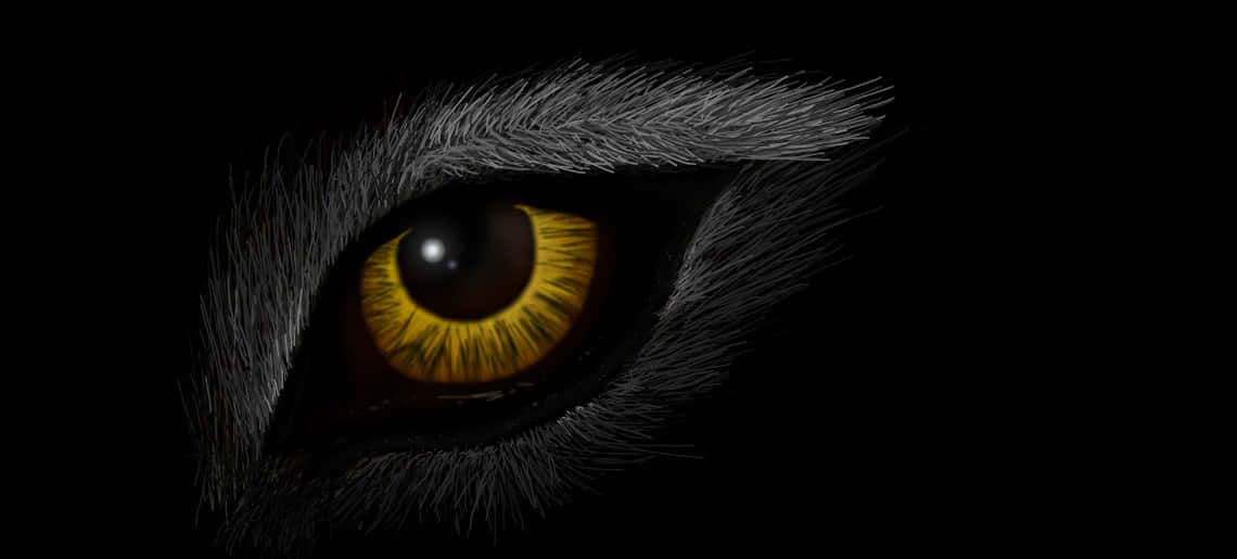 Wolf Eyes 桌布 壁紙 — 一個特寫鏡頭，展示一顆發光的琥珀色貓眼，被深色毛髮環繞，背景為黑色。