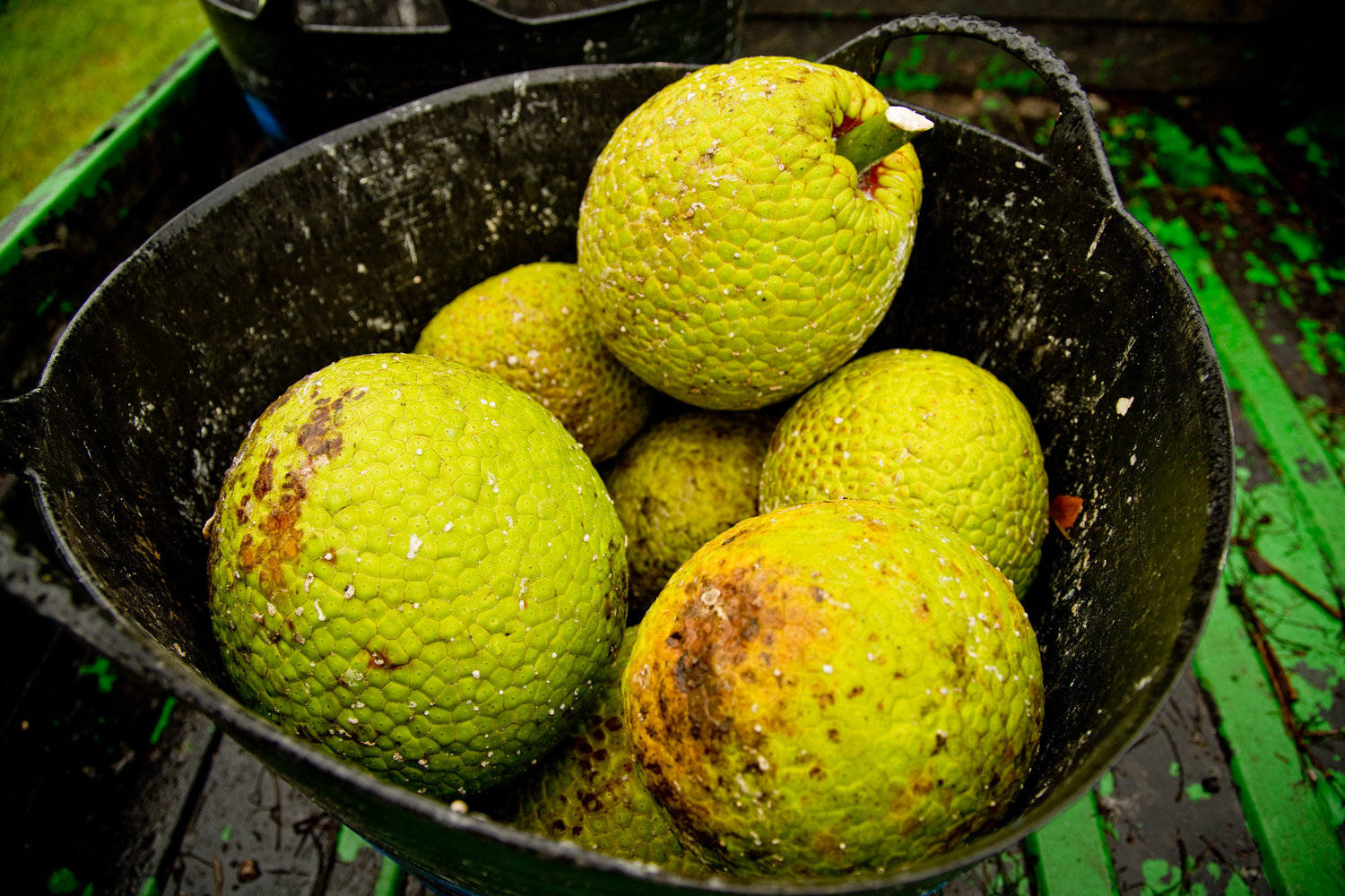 Fruits 桌布 壁紙 — 一個特寫鏡頭，展示了一個綠色木質表面上，一個經風化的黑色金屬桶裡裝著帶刺的綠色麵包果。