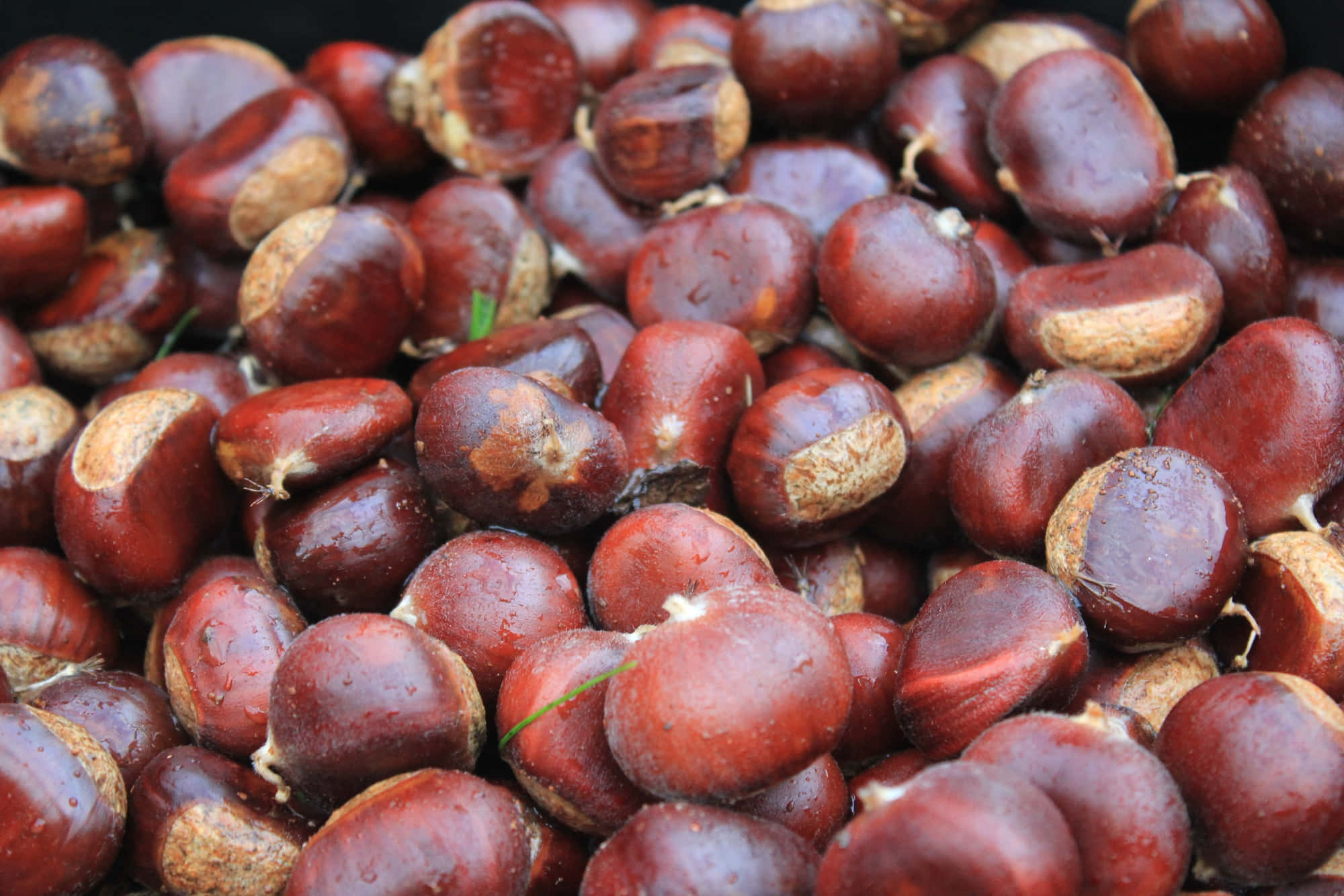 Chestnut 桌布 壁紙 — 一個特寫鏡頭，展示光澤的棕色栗子，上面閃爍著水珠，安放在一個深色容器中。