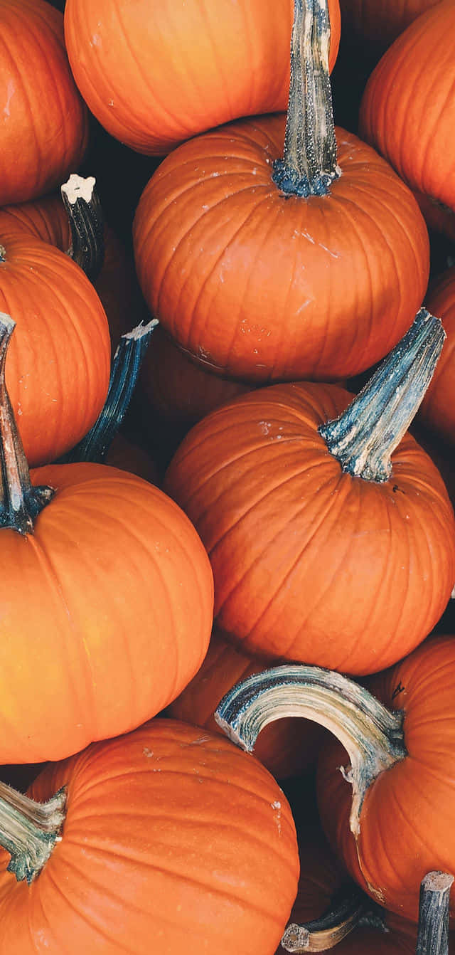 Fall Festival 桌布 壁紙 — 一個特寫鏡頭，展示鮮豔橙色南瓜，帶有紋理的莖，堆疊在一起，營造溫暖的秋季豐收場景。