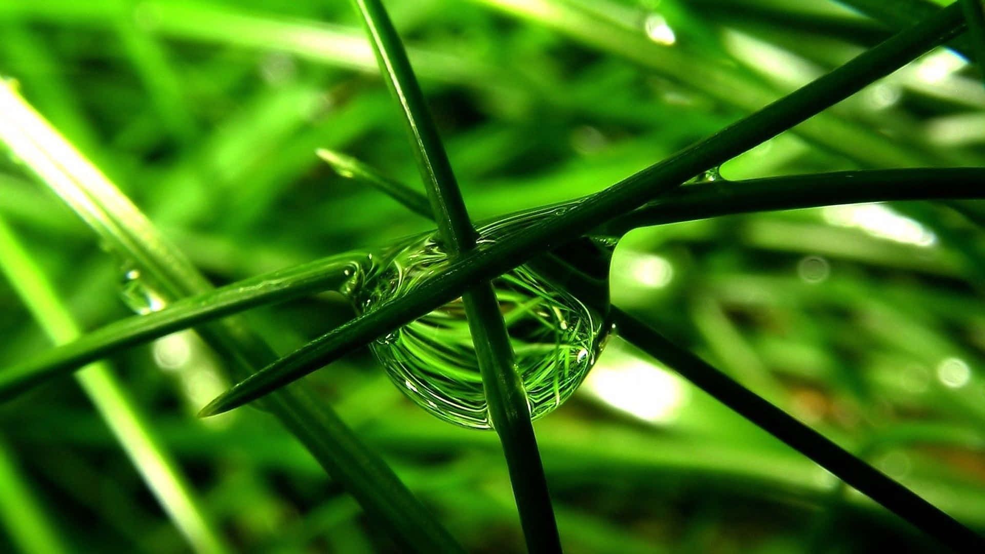 High Resolution Green 桌布 壁紙 — 一個特寫鏡頭，捕捉到一顆閃閃發光的水珠懸掛在充滿活力的綠色草葉上，背景是柔和的散景效果。