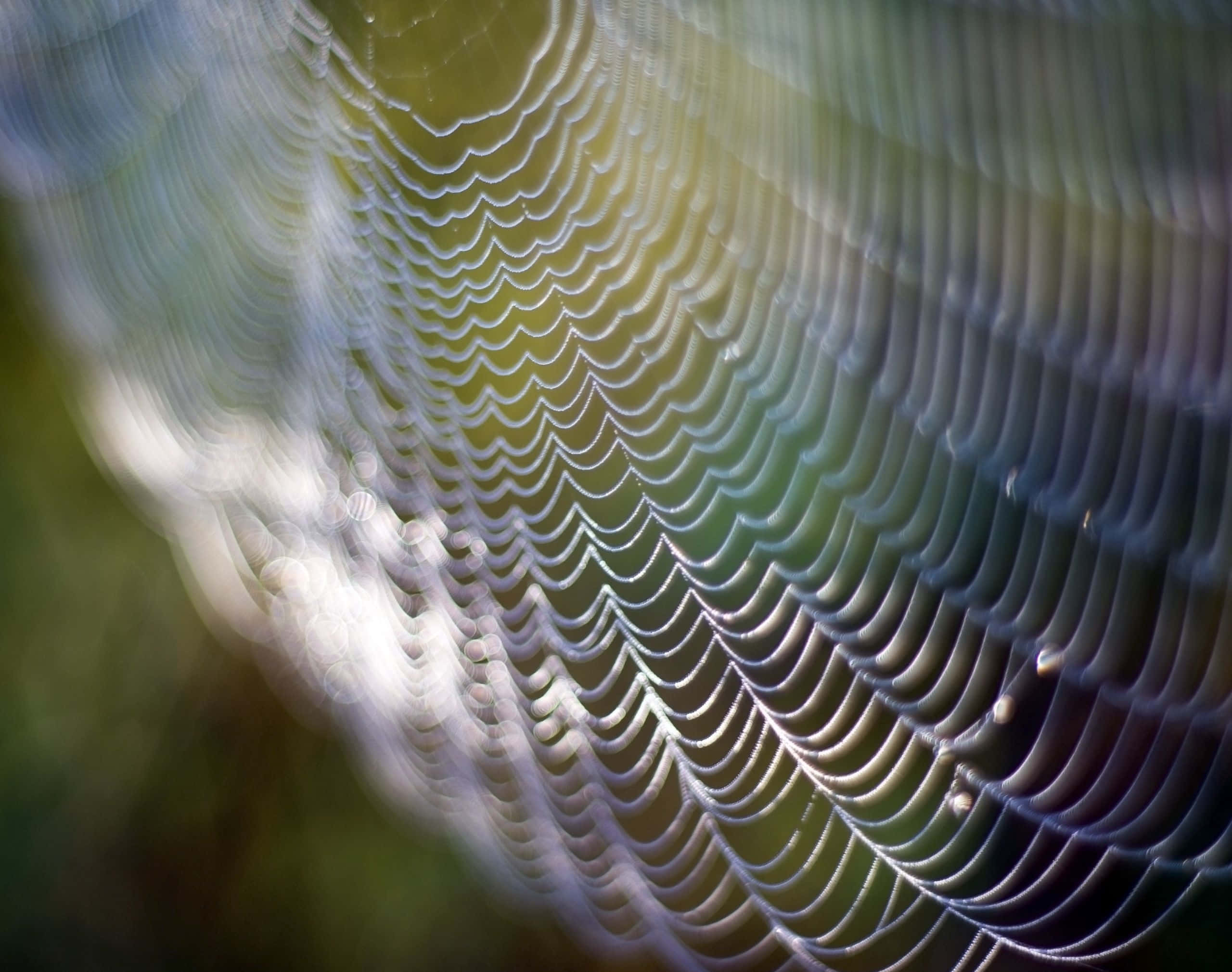 Spider Webs 桌布 壁紙 — 一個特寫鏡頭，露水覆蓋的蜘蛛網在光線下閃閃發光，背景是柔和模糊的綠色。