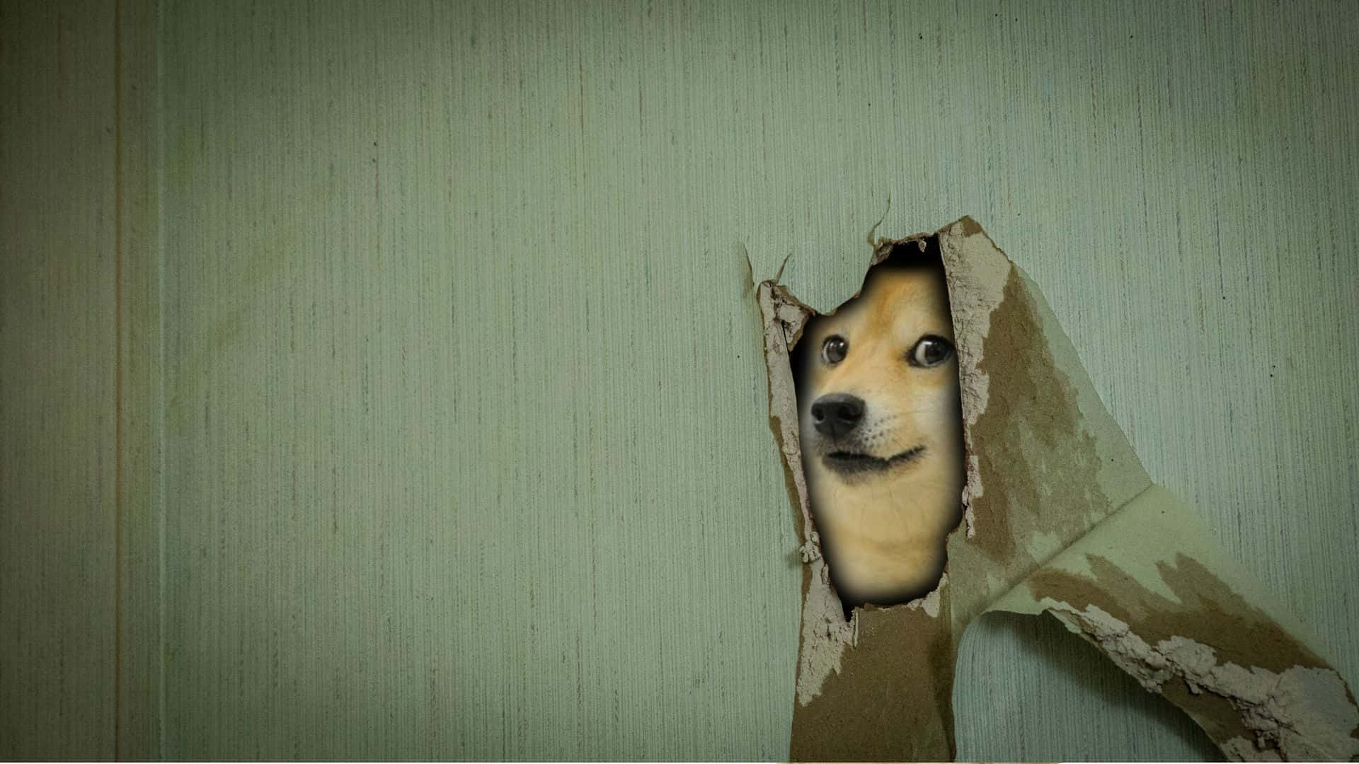 Dog Memes 桌布 壁紙 — 一個狗狗迷因臉孔從復古綠色壁紙的破洞中窺視。