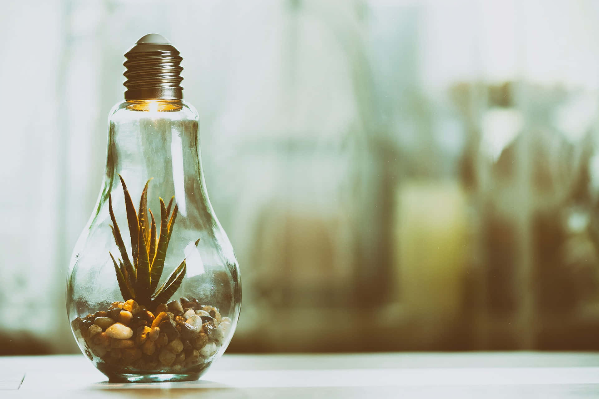 Green Finance 桌布 壁紙 — 一個玻璃燈泡被重新用作玻璃容器，裡面裝著一個小多肉植物和鵝卵石，帶有柔和溫暖的燈光。