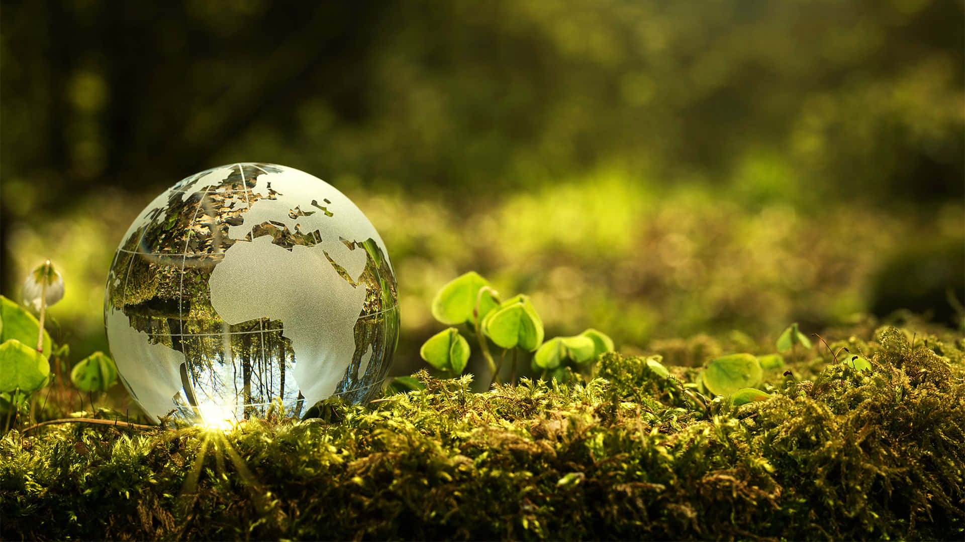 Green Finance 桌布 壁紙 — 一個玻璃球反射森林景色，在溫暖陽光下靜置於鮮綠色苔蘚上。