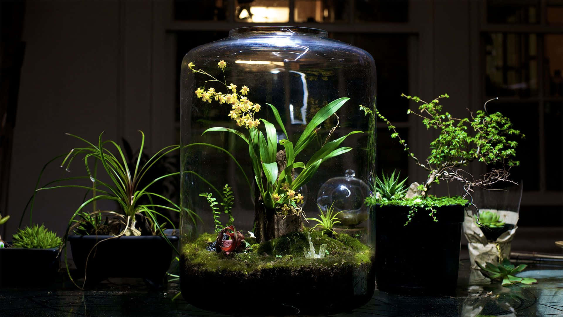 Terrarium 桌布 壁紙 — 一個玻璃生態缸，裡面有蘭花和苔蘚，在聚焦燈光下溫暖地發光，旁邊是盆栽多肉植物和盆景。