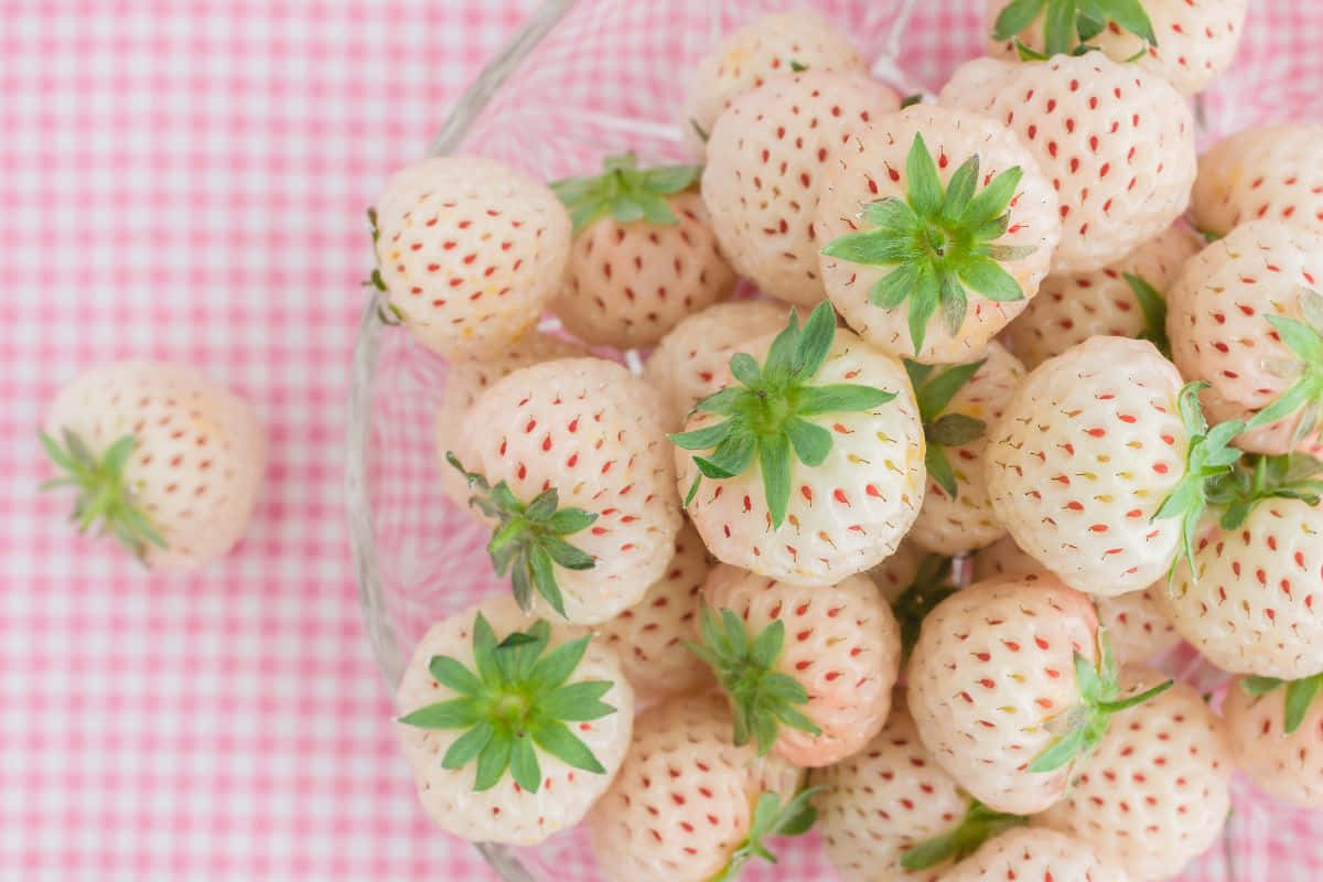 Strawberries 桌布 壁紙 — 一個玻璃碗裝滿了帶有綠色頂部的淡粉紅色草莓，放在粉紅色格子布上。