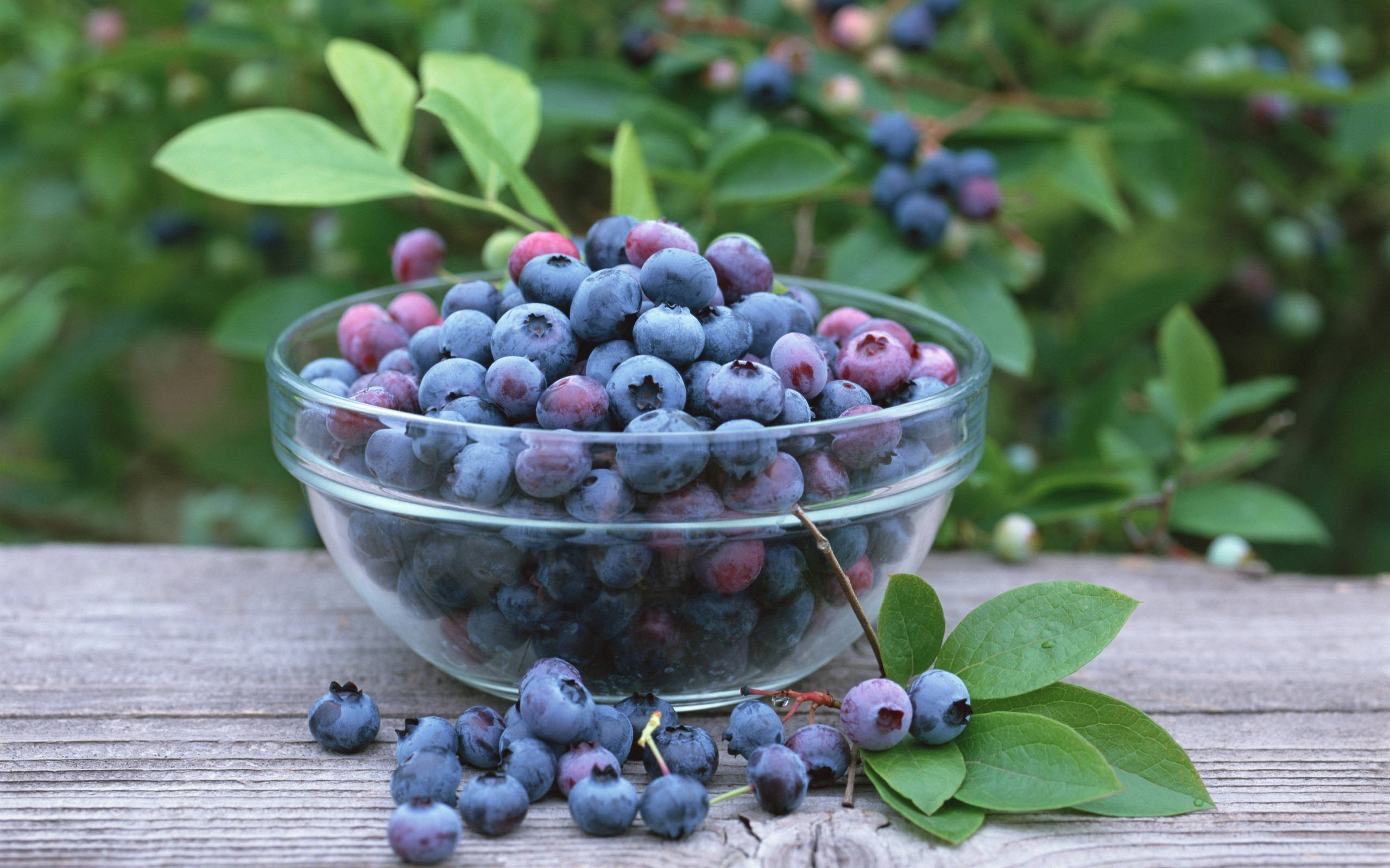 Blueberry 桌布 壁紙 — 一個玻璃碗裝滿了飽滿的藍莓，放在一張風化的木桌上，周圍散落著新鮮的漿果和樹葉。