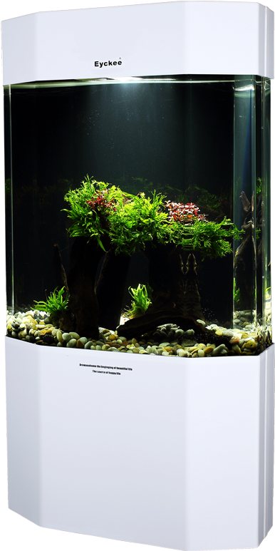 Aquarium 桌布 壁紙 — 一個現代白色水族箱，內有茂盛的綠色植物和色彩繽紛的魚在清澈的水中游動。