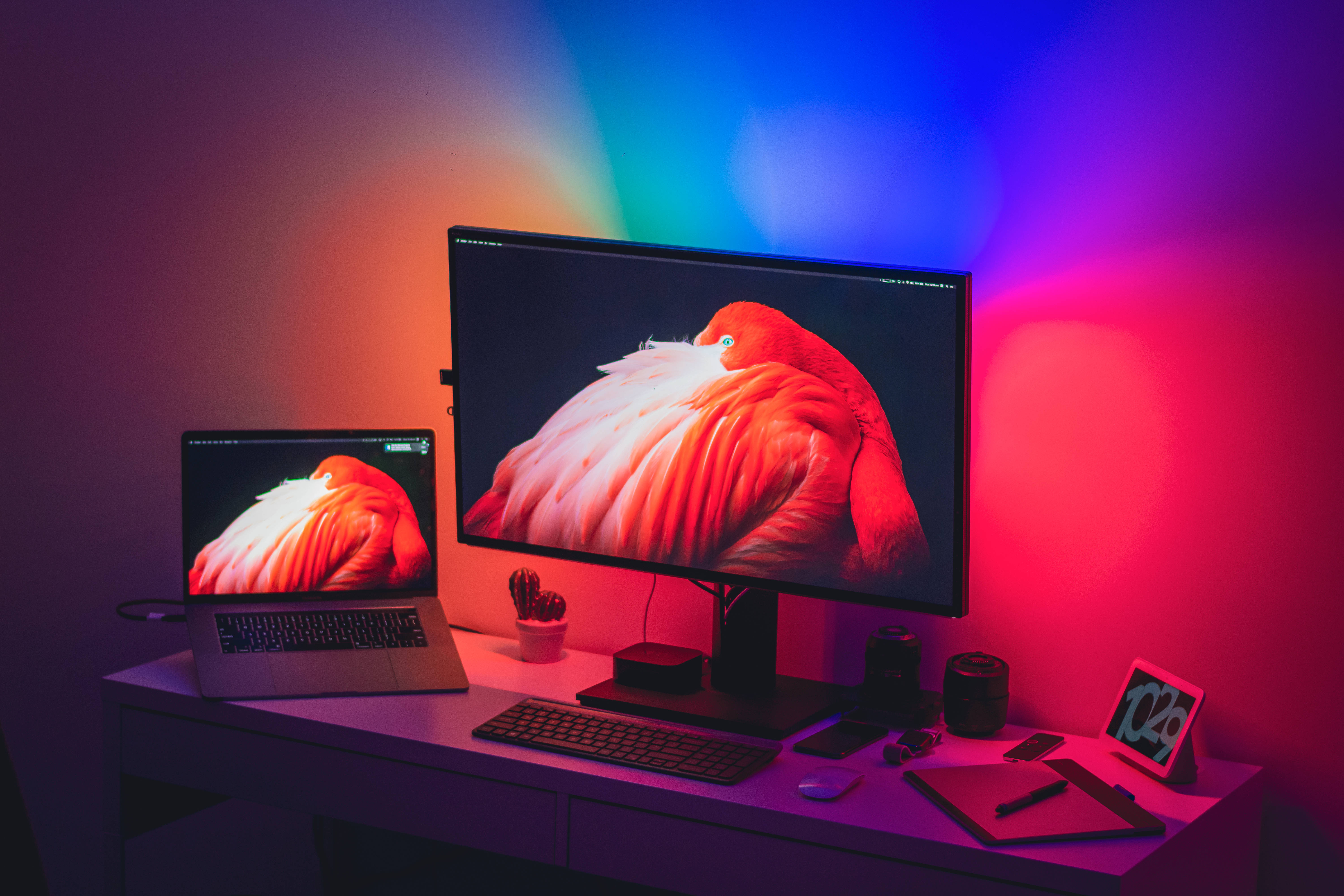 mac 4K 桌布 壁紙 — 一個現代辦公桌設置，配備雙顯示器，在充滿活力的紅色和藍色環境照明下顯示火烈鳥壁紙。