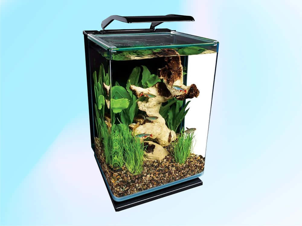 Best Fish 桌布 壁紙 — 一個現代長方形魚缸，裝滿了礫石、綠色植物、浮木和色彩繽紛的小魚在清澈的水中游動。