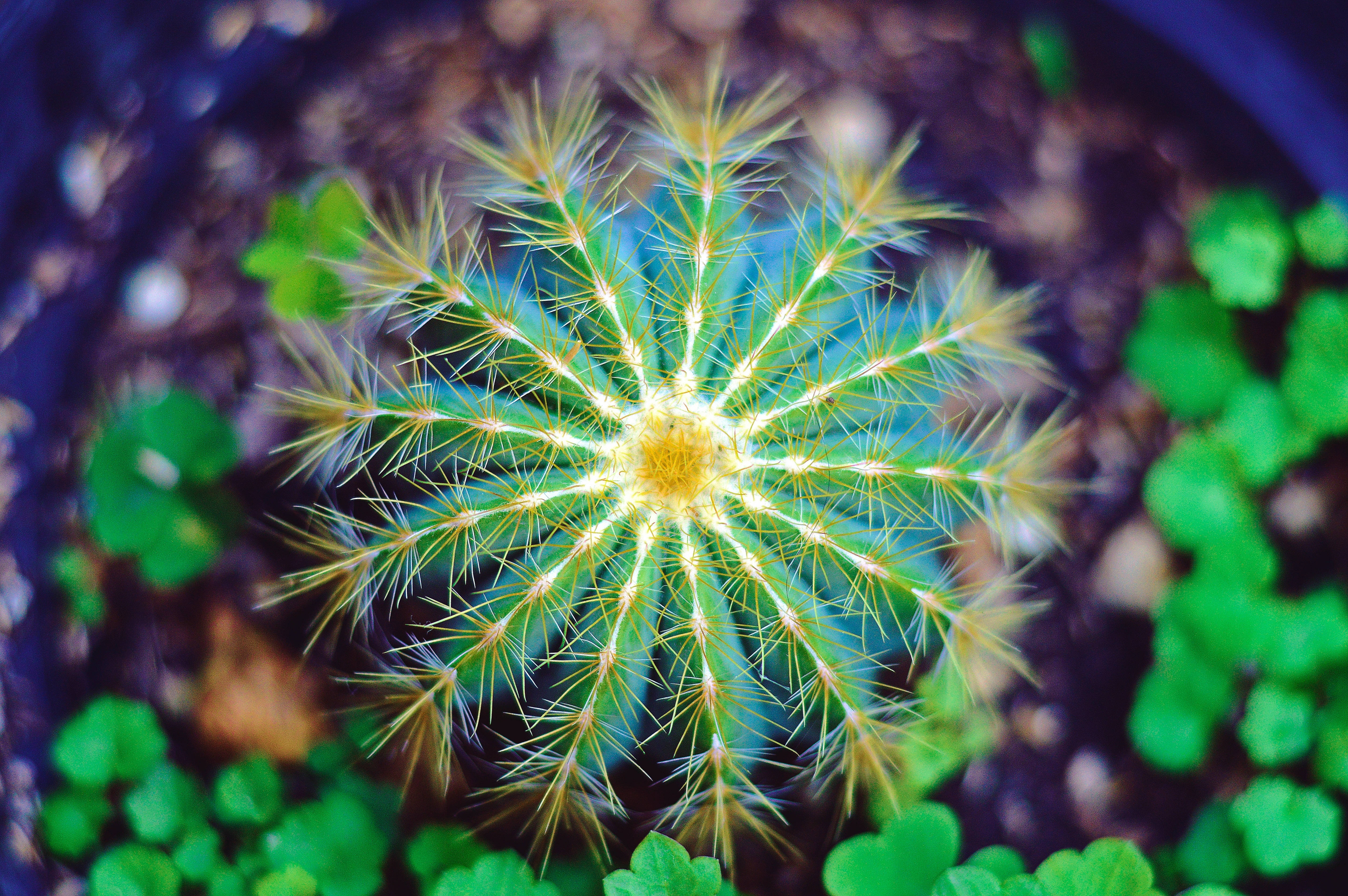 Cactus 桌布 壁紙 — 一個球形仙人掌的特寫，金色刺向外放射，周圍環繞著茂密的綠色樹葉。