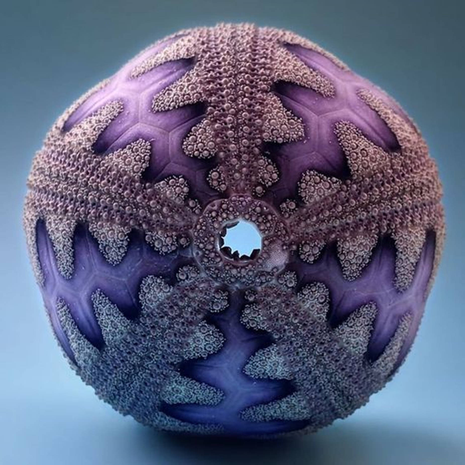 Sea Urchin 桌布 壁紙 — 一個球形紫色和藍色的分形雕塑，帶有六邊形圖案和一個中央孔洞，露出天空。