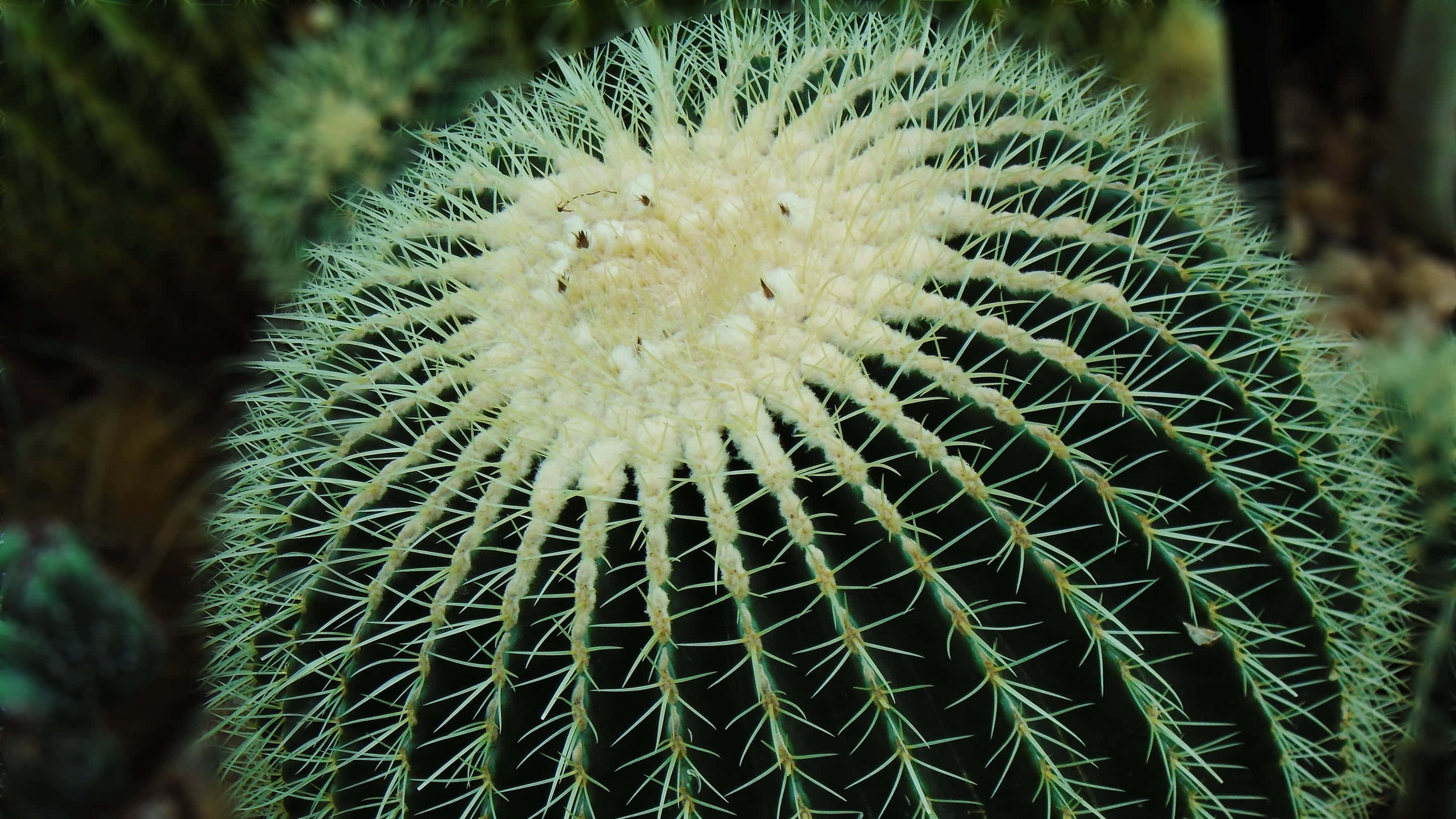 Cactus 桌布 壁紙 — 一個球形綠色仙人掌的特寫，密集的淡色刺從毛茸茸的中央冠部放射出來。