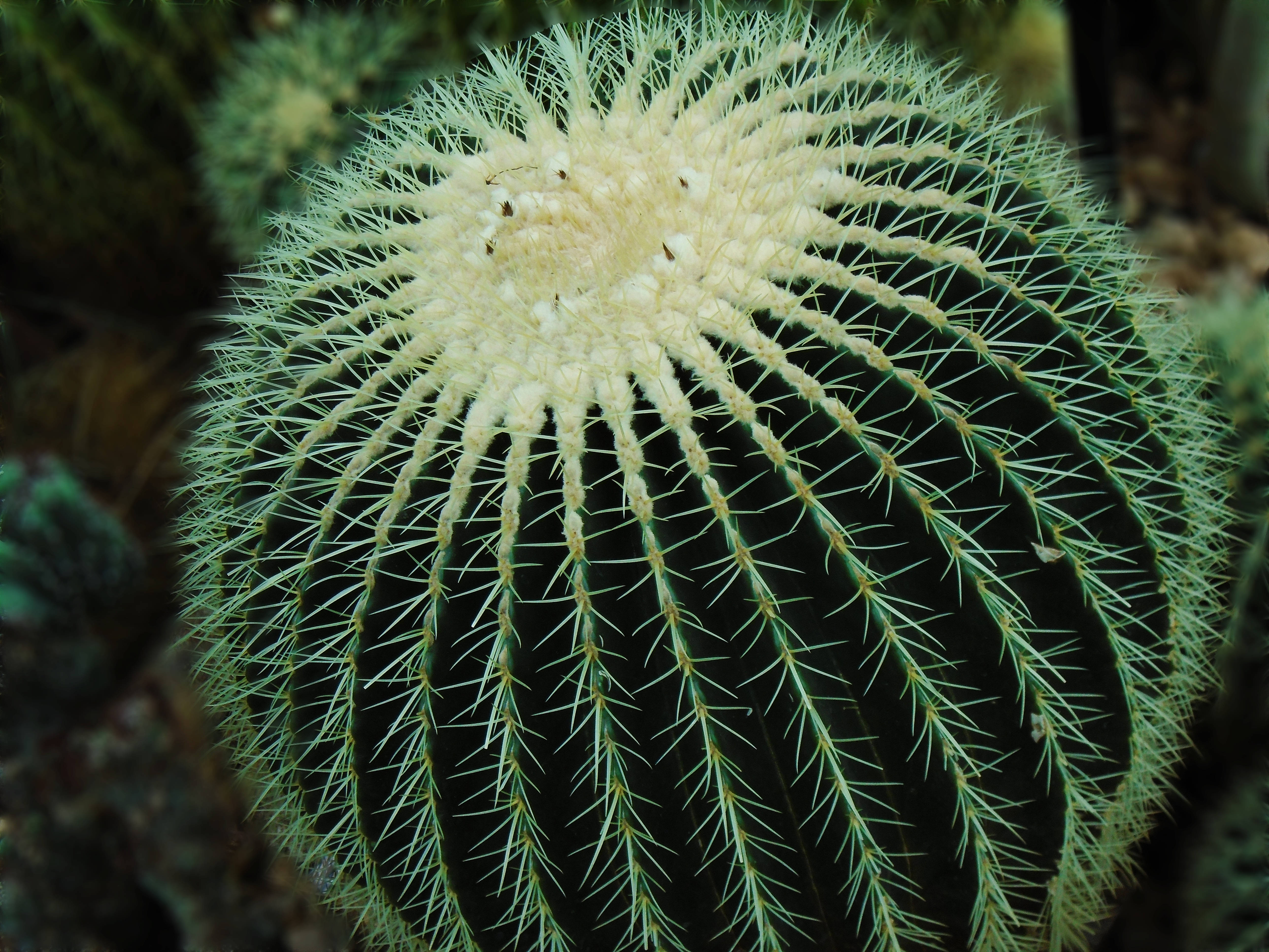 Cactus 桌布 壁紙 — 一個球形綠色仙人掌的特寫，尖銳的刺從蒼白的中央冠部放射出來。