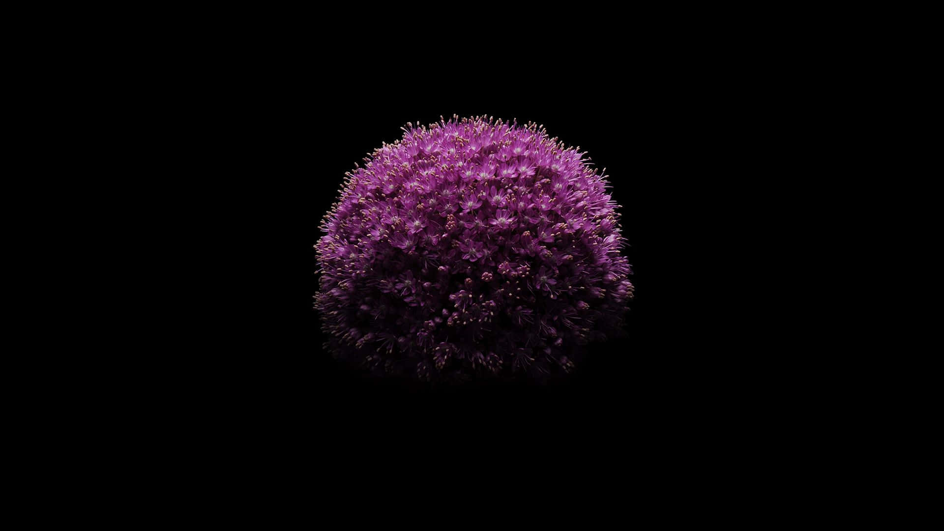 桌布 壁紙 — 一個球狀的紫色蔥屬植物花頭在純黑色背景上，配合戲劇性的燈光發光。